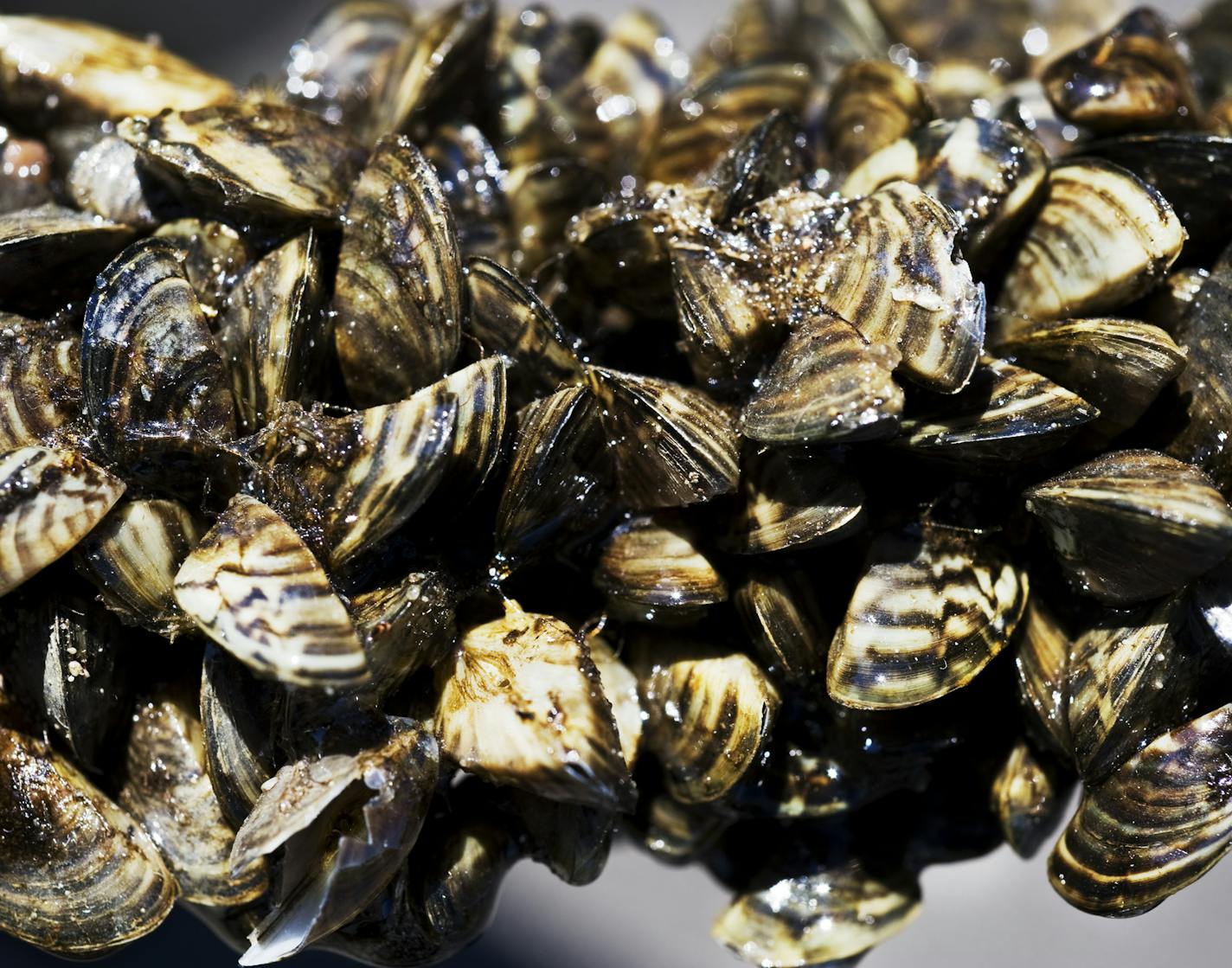 DAVID BREWSTER &#xef; dbrewster@startribune.com Thursday 07/01/10 Wayzata DNR officials will be inspecting boats entering and leaving Lake Minnetonka and will also demonstrate the proper way to clean and drain boats to prevent the movement of invasive species. IN THIS PHOTO: ] DNR officials showed this example of zebra mussels clustered on a small tree branch that had fallen into Rice Lake near Brainard. ORG XMIT: MIN2013013116451765