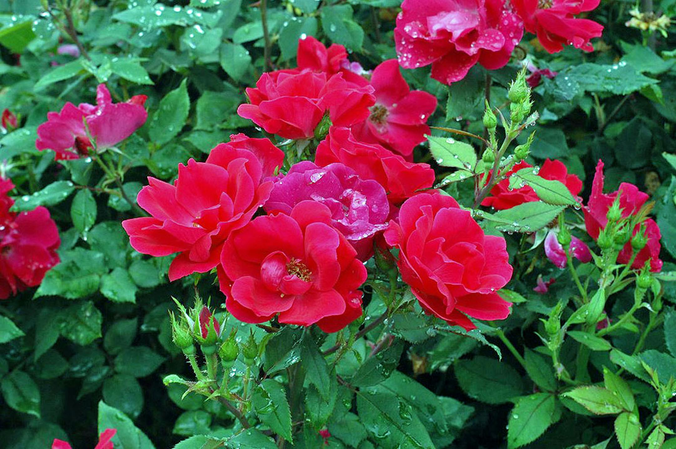 The Knock Out rose was a 2000 All-American Rose Selections winner. And no wonder: Its cherry-red blooms begin in spring and continue to provide color until the first frost.