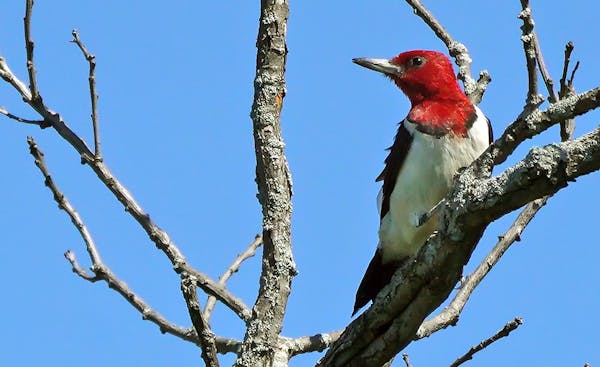 Minnesota park tries calling the rare red-headed woodpecker to new habitat