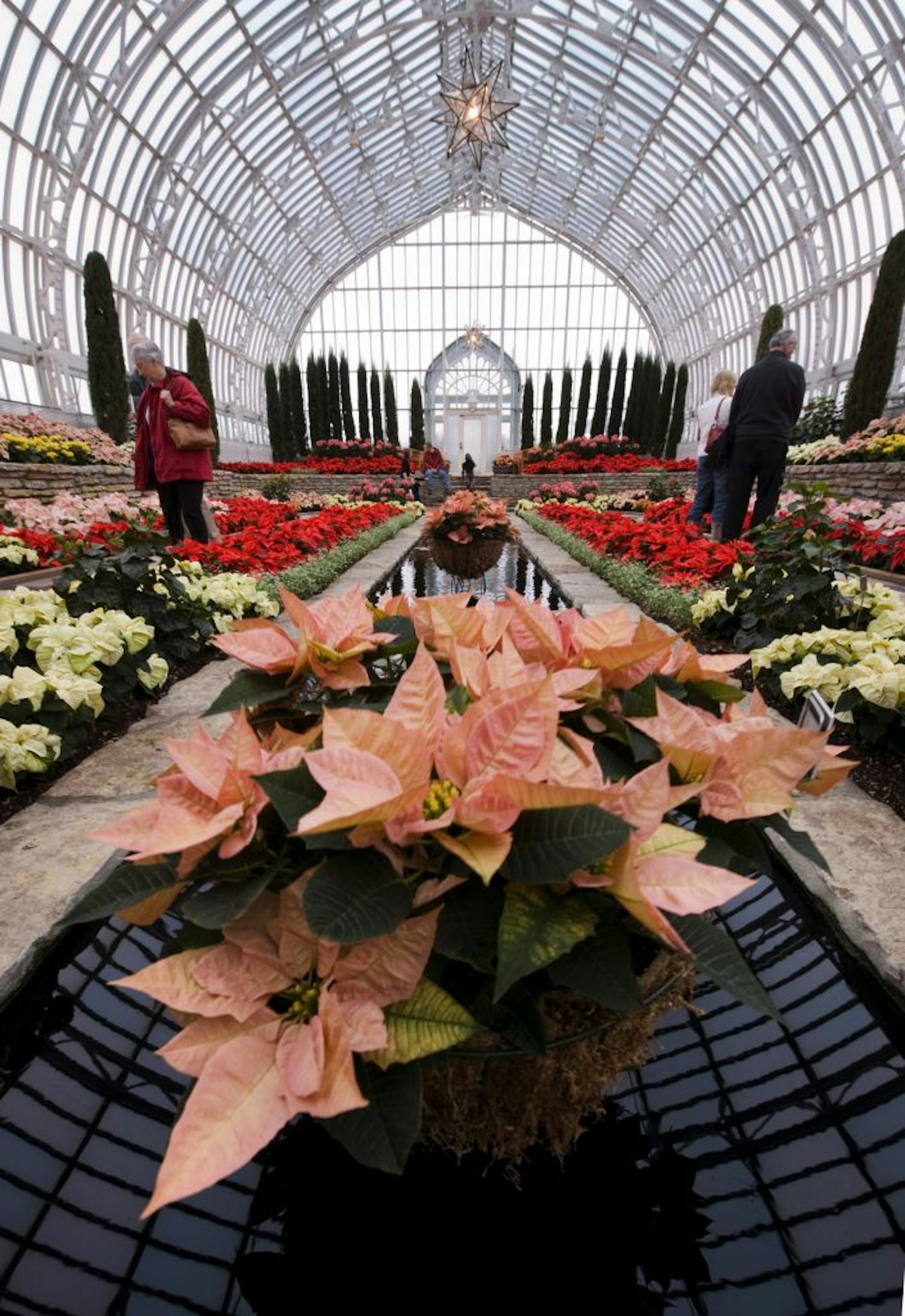 The Como Conservatory holiday flower show.
