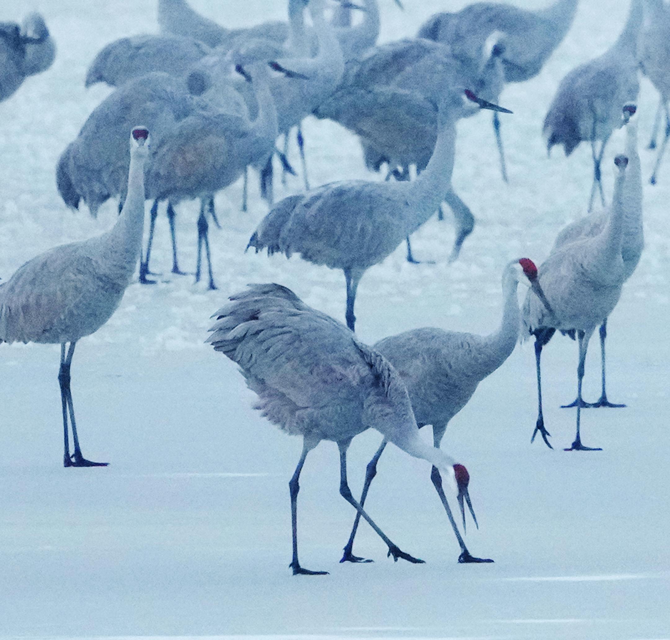 Sandhill cranes stage in Sherburne National Wildlife Refuge.