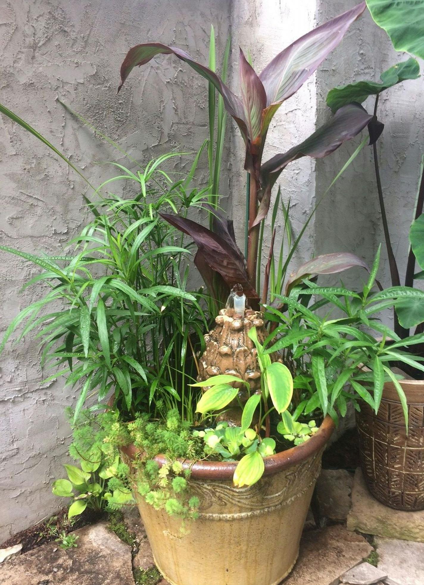 Plants in the Danielsons' container water garden: 1. Water canna (tall center) 2. King Tut Egyptian papyrus (left, upright grass) 3. Pink Chi Chi water petunia (left and right clumps) 4. Parrot's feather (left, spiller) 5. Blue flag iris (right spiky foliage) 6. Red Giant Golden Club (in front of bubbler) 7. Water lettuce (floats on surface).