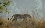 A tigress walks along a ridgeline in Kanha National Park. (Mark Johanson/Chicago Tribune/TNS)