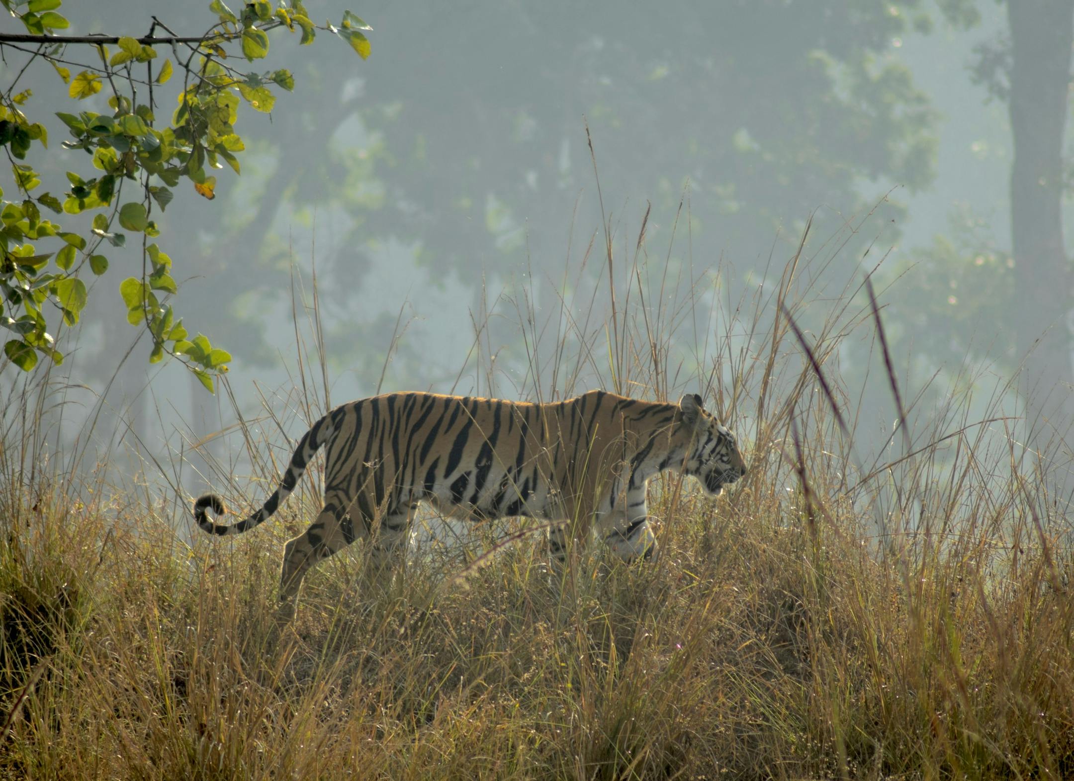 A tigress walks along a ridgeline in Kanha National Park. (Mark Johanson/Chicago Tribune/TNS)