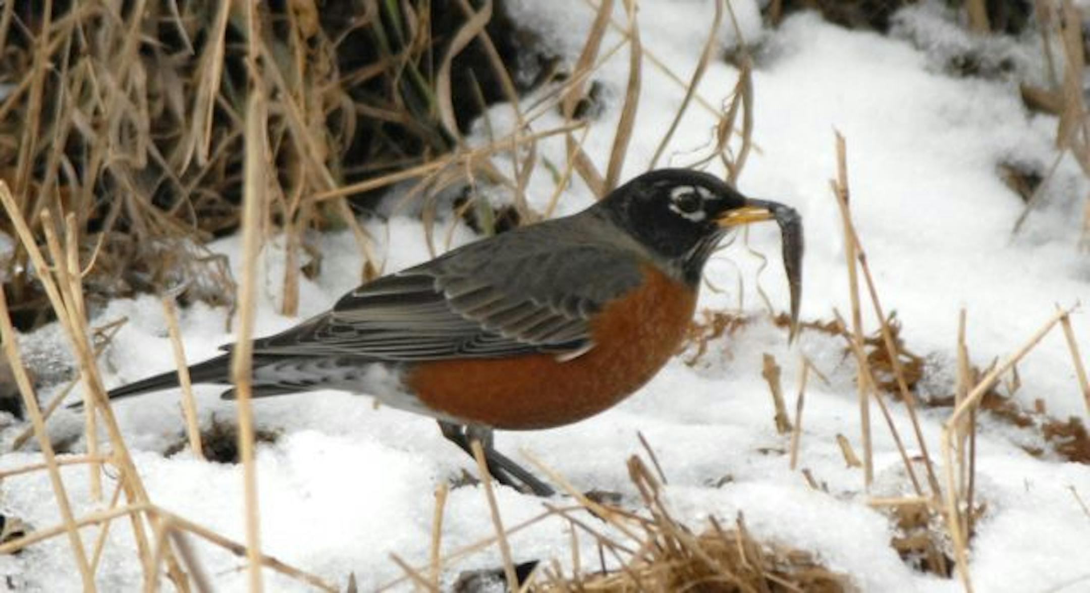 Robins will eat minnows to supplement their winter diet.