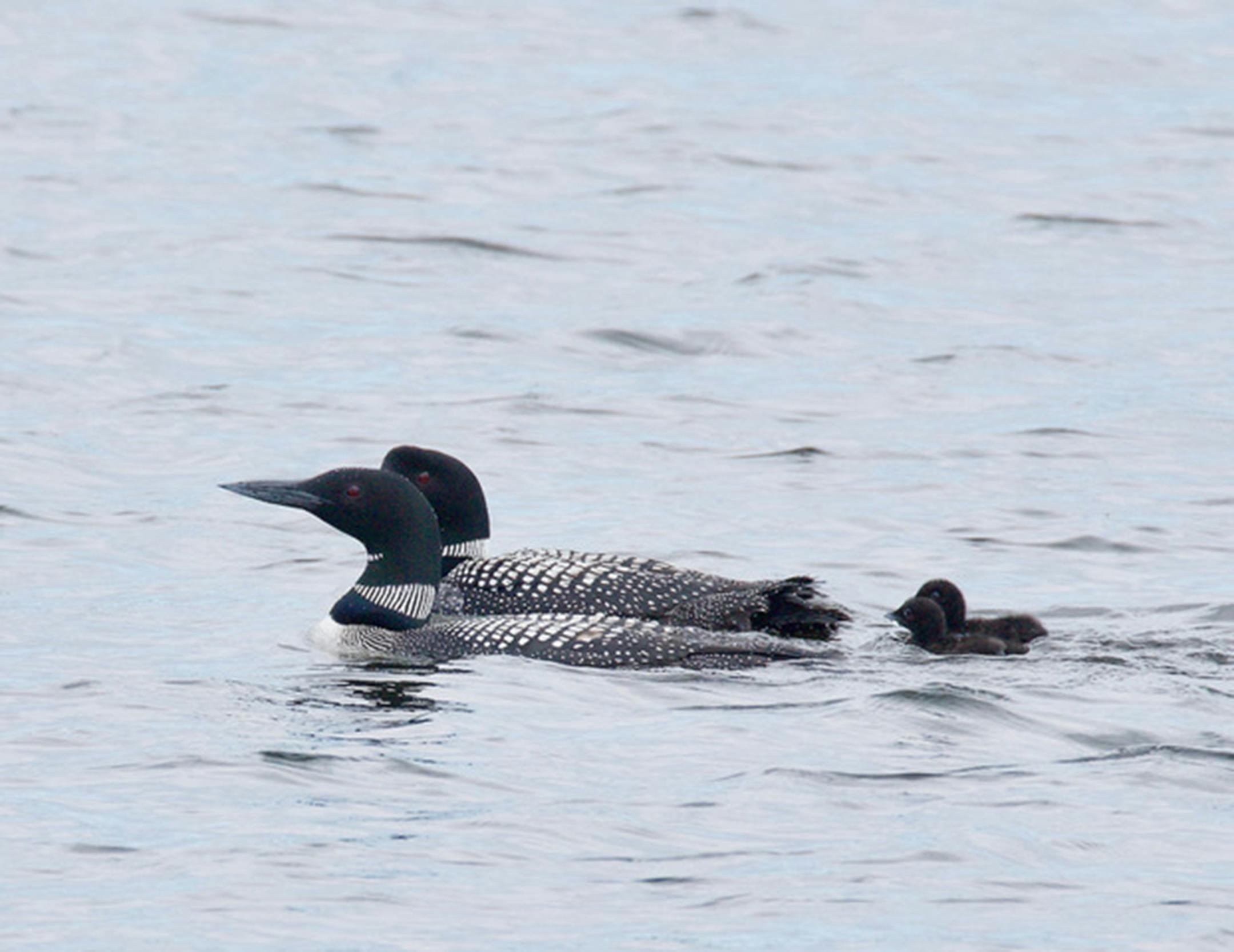 Two common loons on the water followed by two chicks.