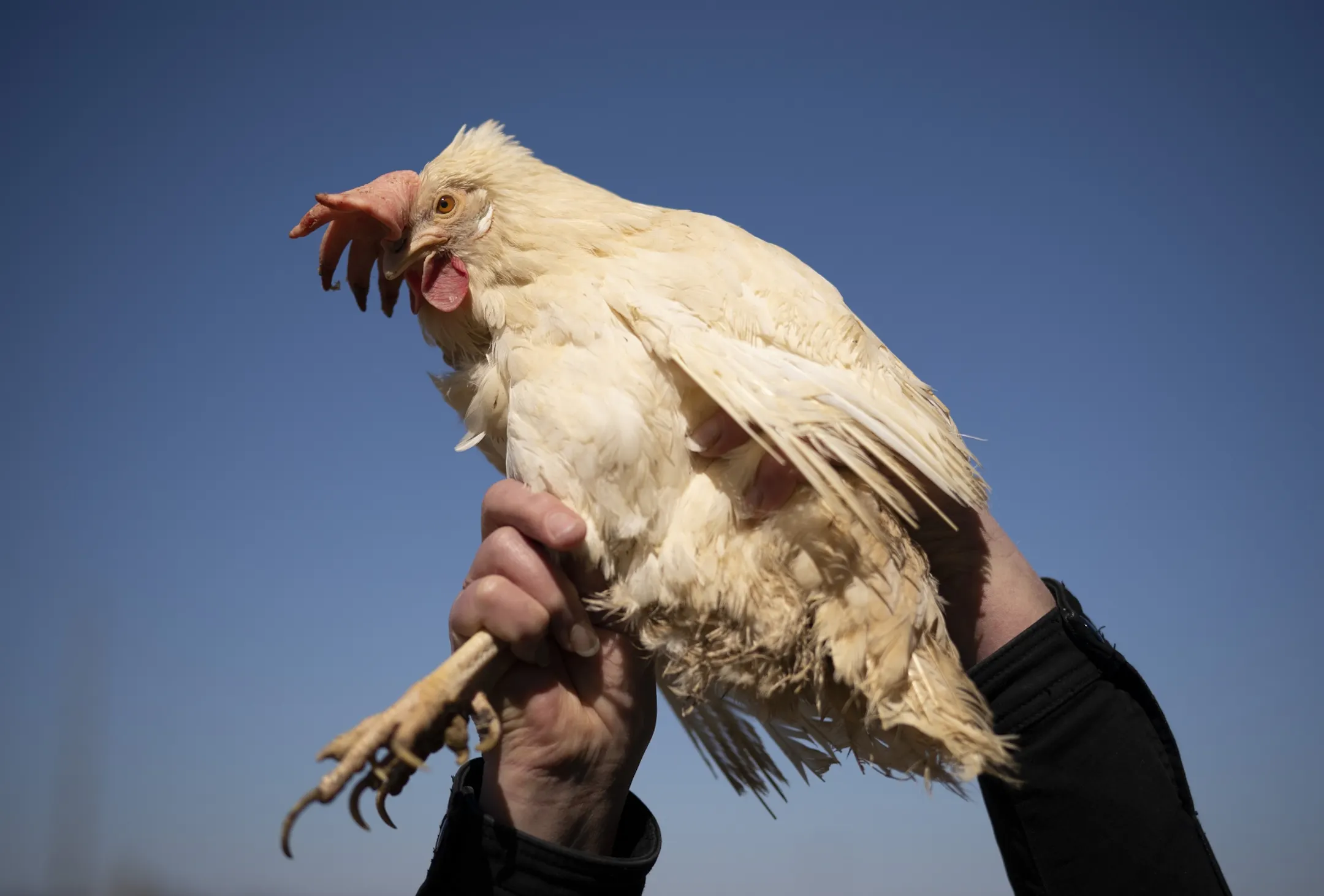 Egg demand shifted, and 61,000 Minnesota chickens were euthanized