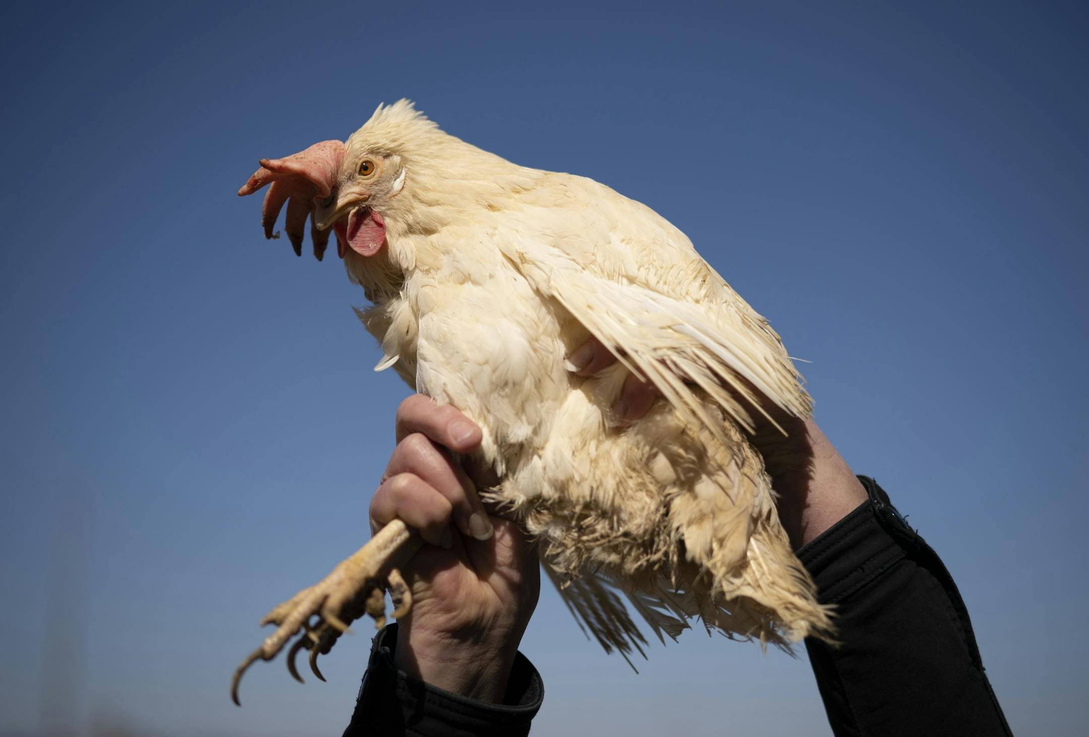 Kerry and Barb Mergen outside their now empty chicken house with a straggler who managed to elude the crew that came in to euthanize the other 61,000 laying hens in their flock.