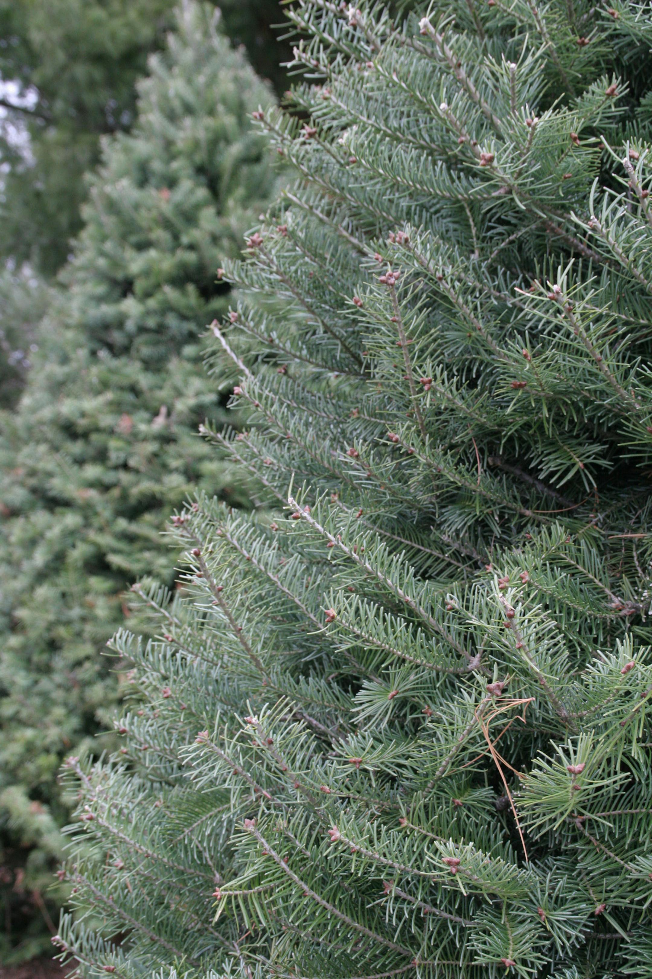 Located one hour away from the Twin Cities, Brewery Hill Christmas Trees sells a variety of fir and pine trees.