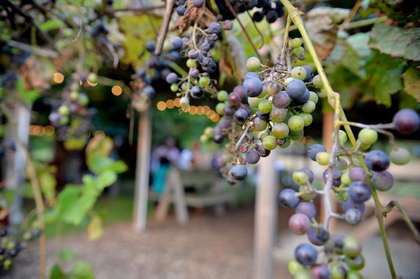 Alexis Bailly Vineyard hosted Wine & Dine for Climate in Hastings.