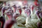 Turkeys walk around inside a housing structure at the farm of Charlie Weisenfels, in Scranton, Ark., Nov. 12, 2011. Workers at the Butterball plant in