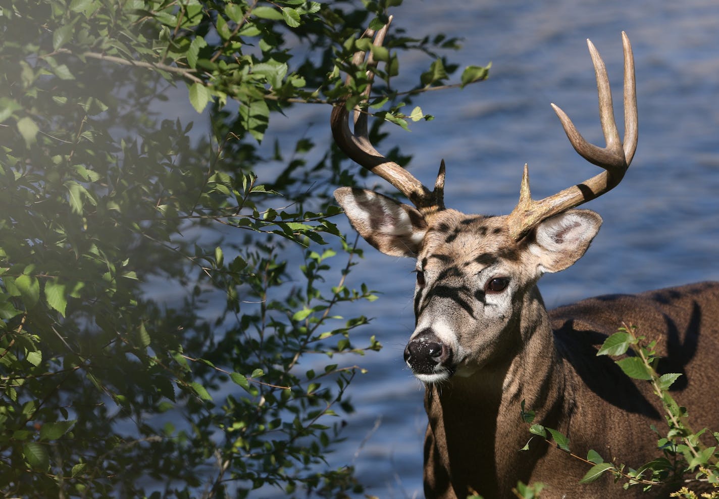 An eight point buck grazed along the banks of the Mississippi not far from the lock and dam and the Stone Arch Bridge in downtown Minneapolis on 10/1/13. Animal Control was waiting until evening to remove the buck from the small strip of land along the south shore.