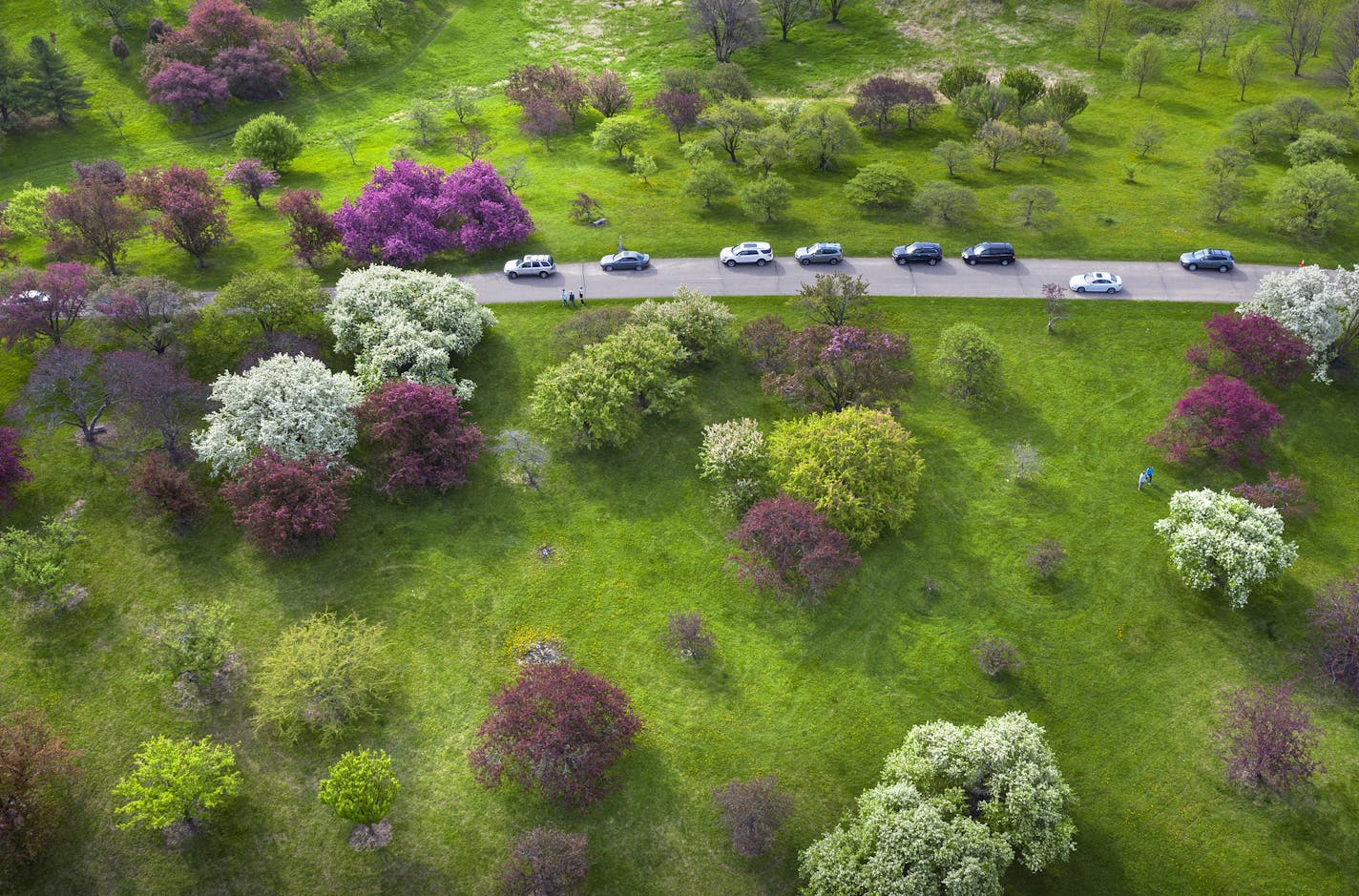 One of the most popular stops along the 3-mile-drive each spring at the Minnesota Landscape Arboretum is the flowering crabapple collection featuring 16 species and 120 cultivars and a total of 268 specimens of crabapples. The spectacular bloom, generally sometime around Mother's Day brings thousands of visitors to see the pinks, whites and reds of the many trees. Voted best botanical garden again in 2019 by USA Today, the Minnesota Landscape Arboretum is a 1,137-acre horticultural garden and ar