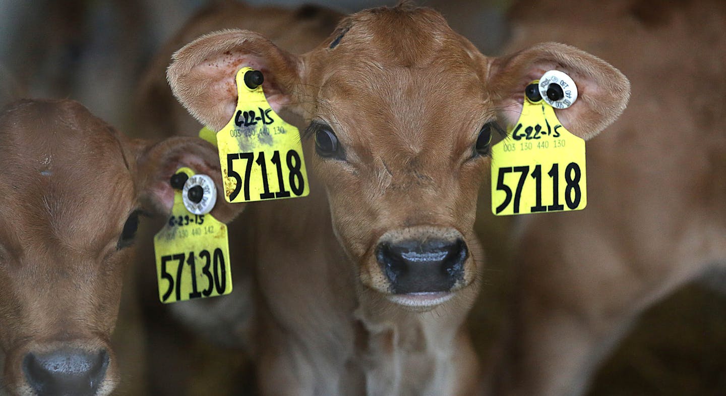 The life cycle at the Davis Family Diaries begins at their Granby Calf Ranch in Nicollet. ] JIM GEHRZ &#x2022; james.gehrz@startribune.com / LeSueur, MN / July 24, 2015 / 10:00 AM &#x2013; BACKGROUND INFORMATION: So far, turning cow poop into electrical power to fight global warming has played better in presidential proclamations than in practice. But as some Minnesota dairy farms work to generate electricity made from manure, the Obama administration continues to tout the technology as a way to