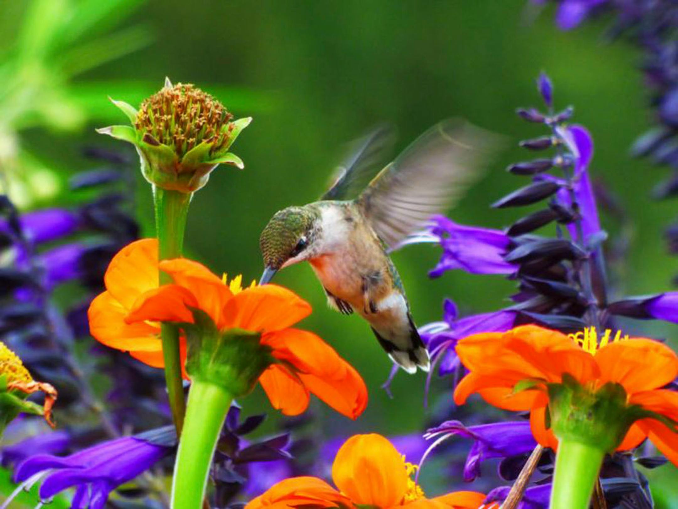 The amazing flowers of this garden have brought in many migrating birds and butterflies, but it's the huge amount of hummingbirds that makes it so special. A grateful thank you to Teresa Burton, the master gardener, and all of the Minneapolis Park Board employees that make this garden extraordinary. When the hummingbirds arrive, each piece of the garden will
be claimed by a hummingbird that will post in that area. It will then chase out any other hummingbirds, butterflies, or bees that fly into