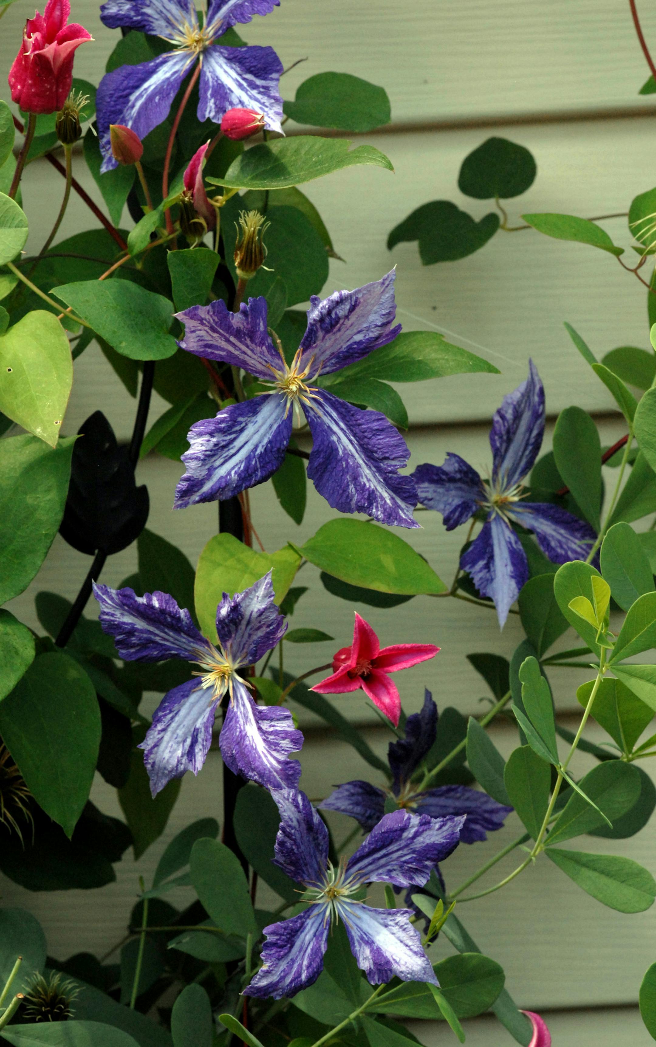 Purple clematis 'Tie-dye' and pink clematis 'Princess Diana,' with leafy green False Indigo Batisia is featured in the backyard garden of cancer survivor Debbie Radvany, of Harleysville, New Jersey, July 6, 2009. (April Saul/Philadelphia Inquirer/MCT) ORG XMIT: 1076009