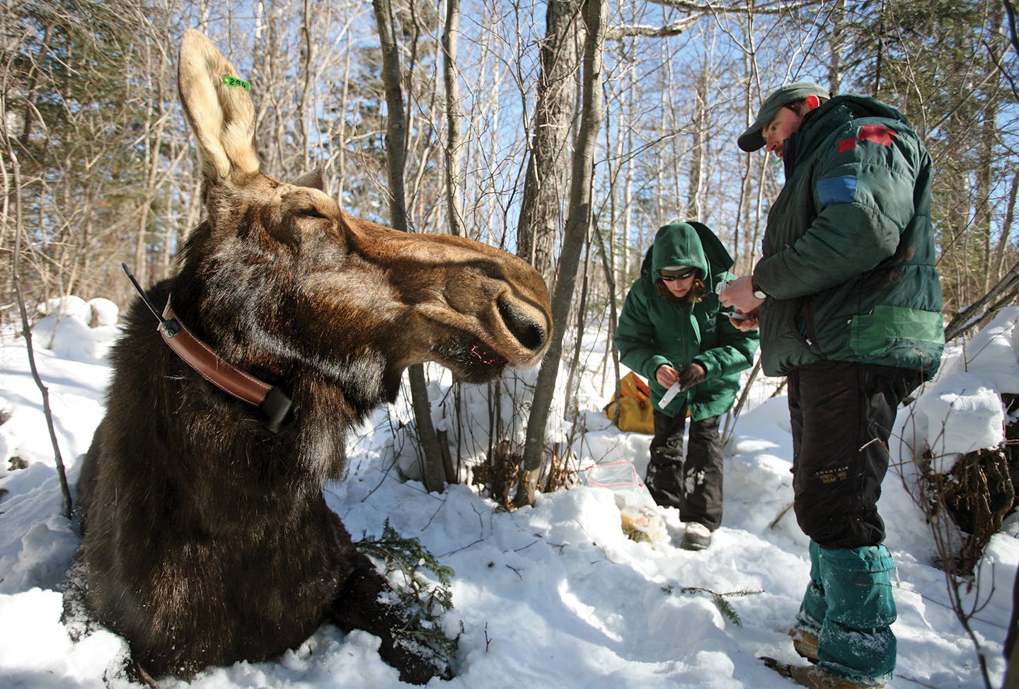 Northeastern Minnesota moose are casualties of the expanding range of ticks.