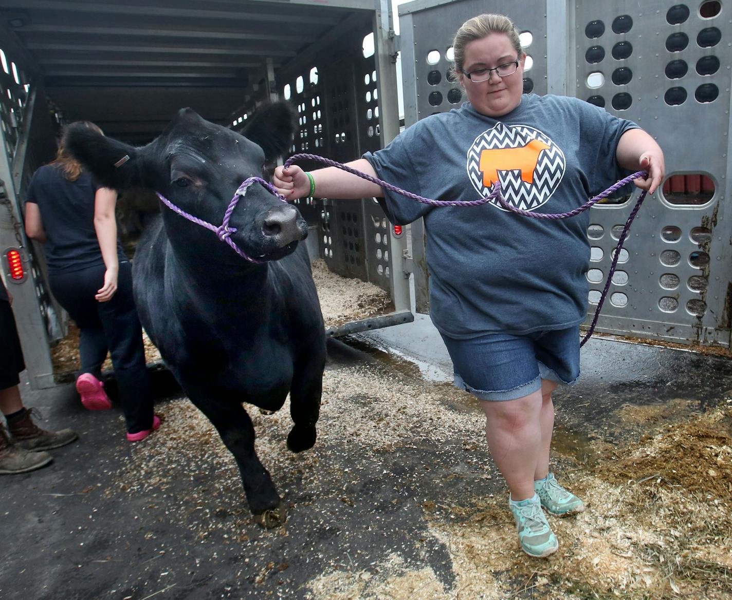 Thousands of outstate Minnesotans will be arriving in a literal cattle call to get their livestock ready for judging on Thursday. Here, Emily Brual, 18, of West Concord, who shows her animals for Dodge County 4-H, leads a black Angus from the trailer Wednesday, August 23, 2016, at the Minnesota State Fair in Falcon Heights, MN. Three generations of 4-H'ers from her family were on hand at the fair.](DAVID JOLES/STARTRIBUNE)djoles@startribune Nearly 6,000 kids in Minnesota's 4-H program will flock