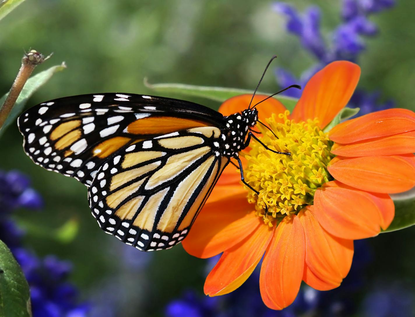 Activists say that the number of monarch butterflies wintering in Mexico was down 53% this season from last.