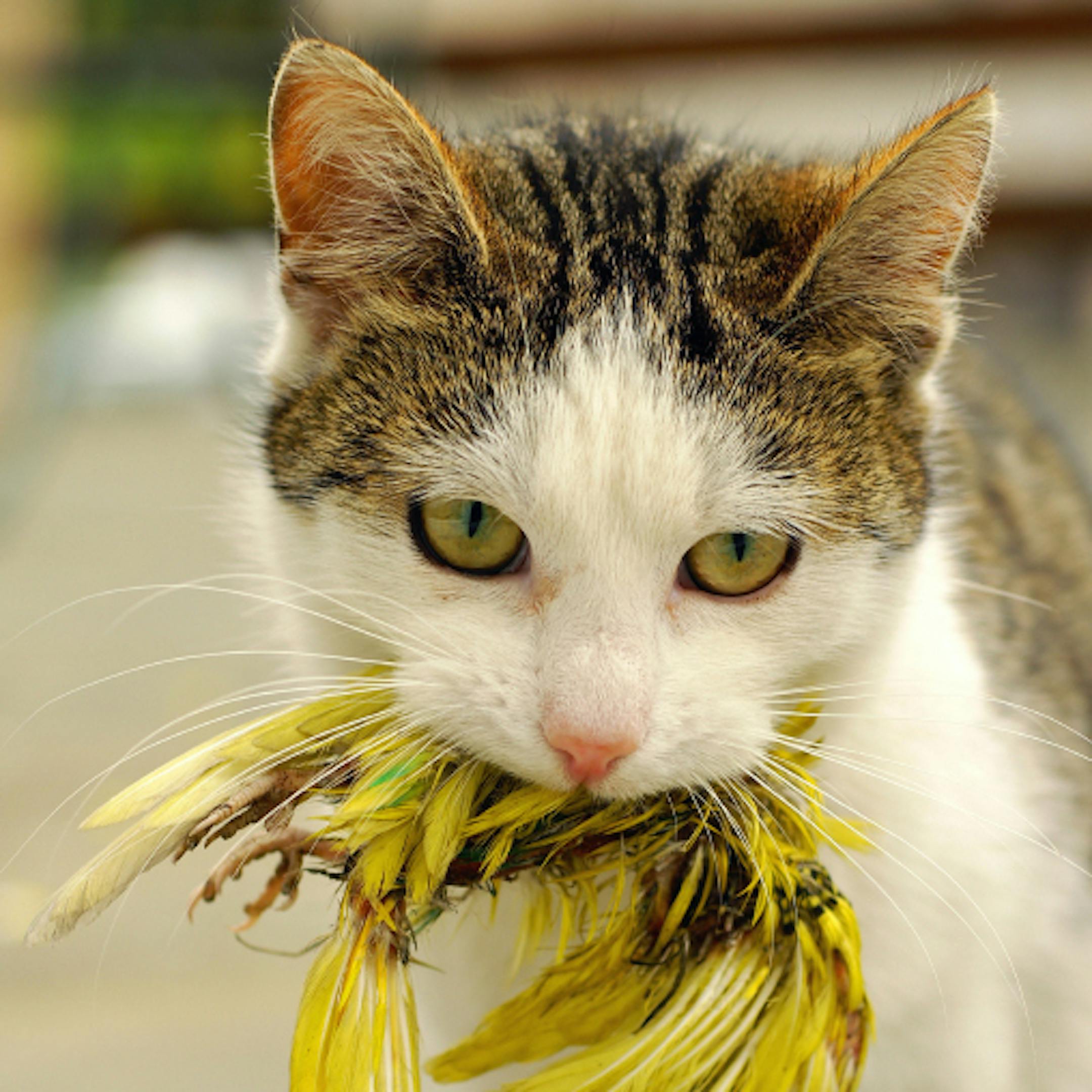 Cat with a bird in its mouth credit: Istockphoto