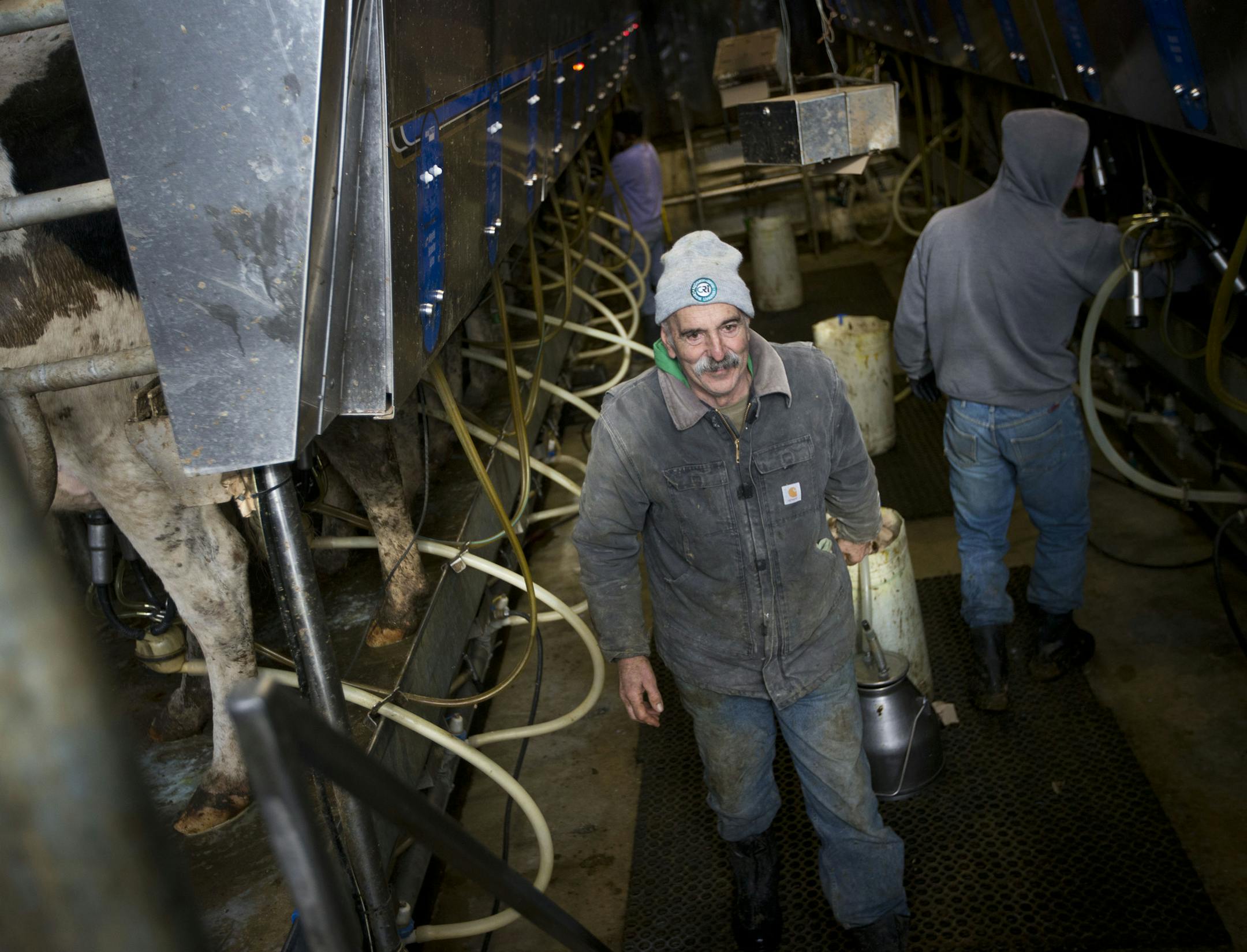 William Sorg worked on his dairy farm in Hastings, Minn., on Monday, February 24. 2014. Sorg a dairy farmer in Hastings is facing condemnation on 77 acres from his landholdings overlooking the Mississippi River. The farm has been in his family 118 years. He won't lose the farm but he will lose the woods and the river front that goes with the land if the condemnation goes through. ] (RENEE JONES SCHNEIDER • reneejones@startribune.com)