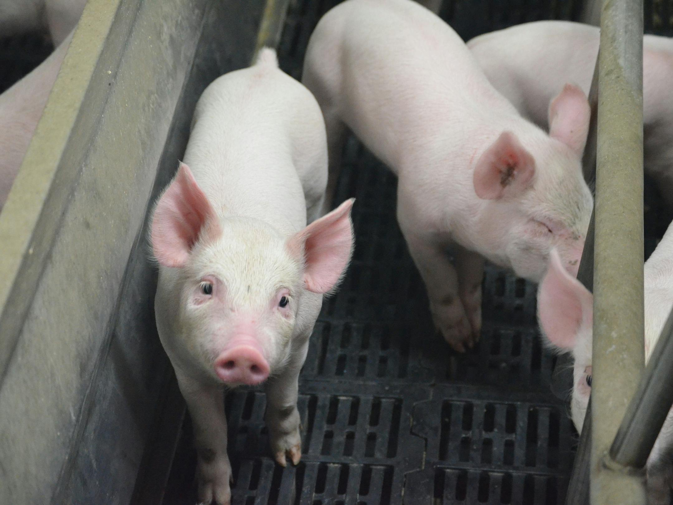 While the virus is not harmful to humans or other animals, it is taking a toll on the pork industry. Biosecurity, or extensive cleaning and disinfecting, has become a top priority for farms.