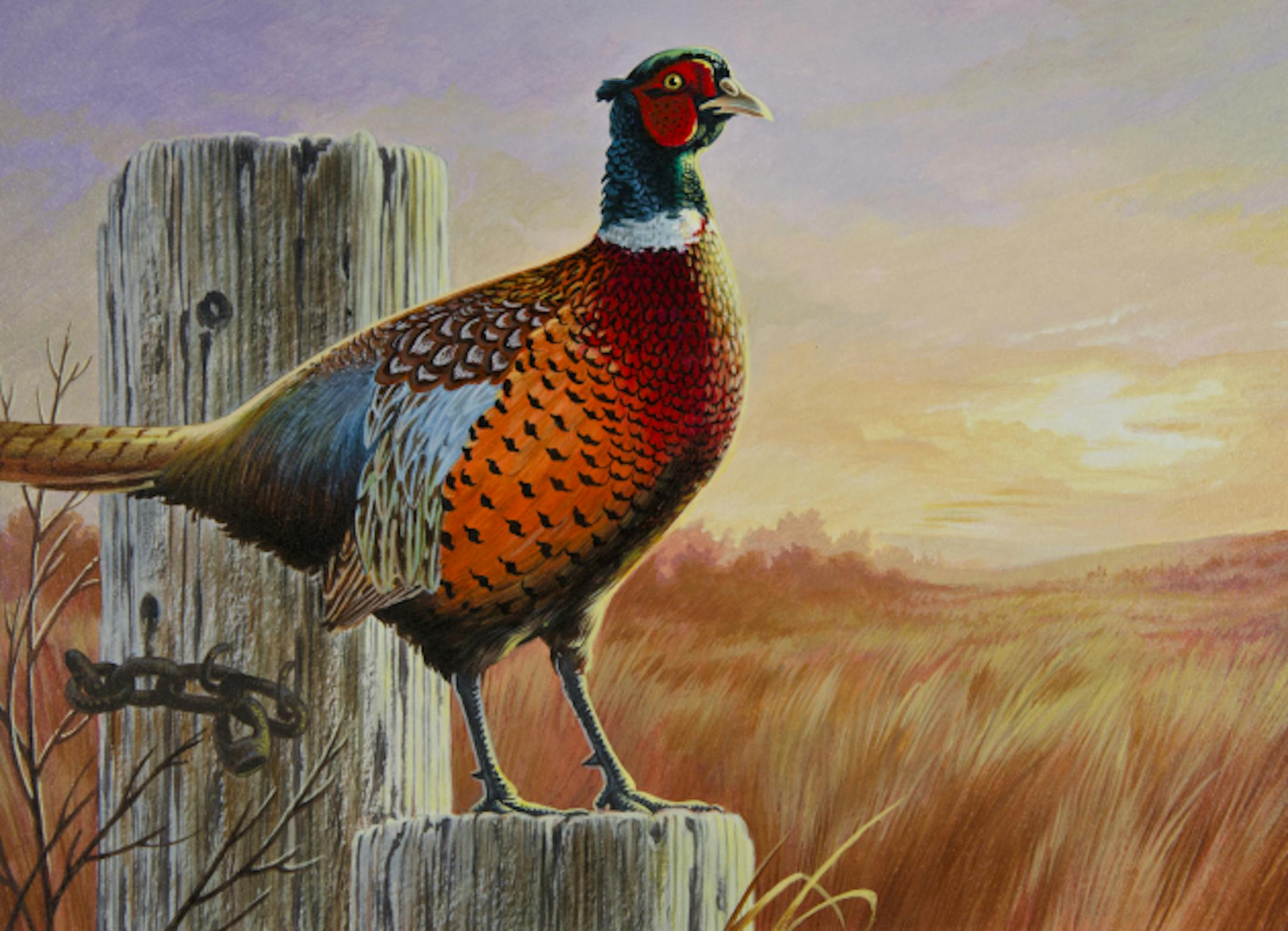 2013 state pheasant stamp contest winner