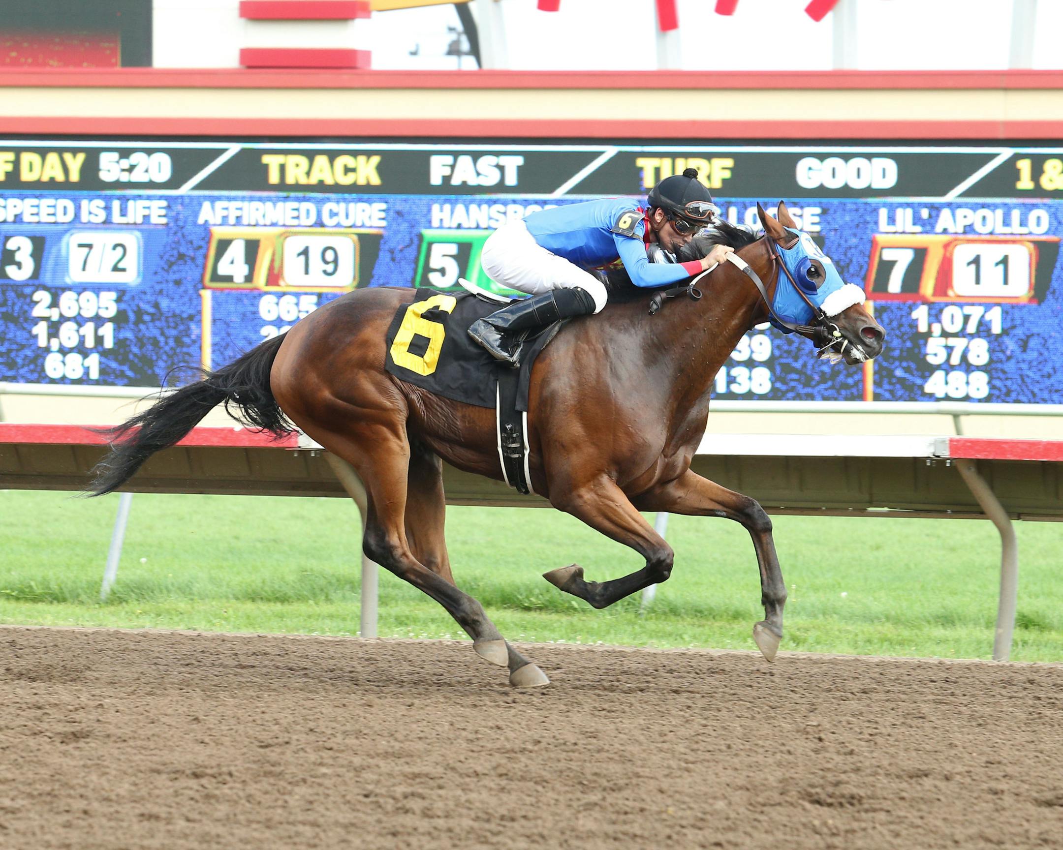 Photo of "AP is Loose," a horse that will run in Sunday's Festival of Champions at Canterbury (as well as the horse that inspired a bobblehead giveaway that day). Photo courtesy of Coady Photography
