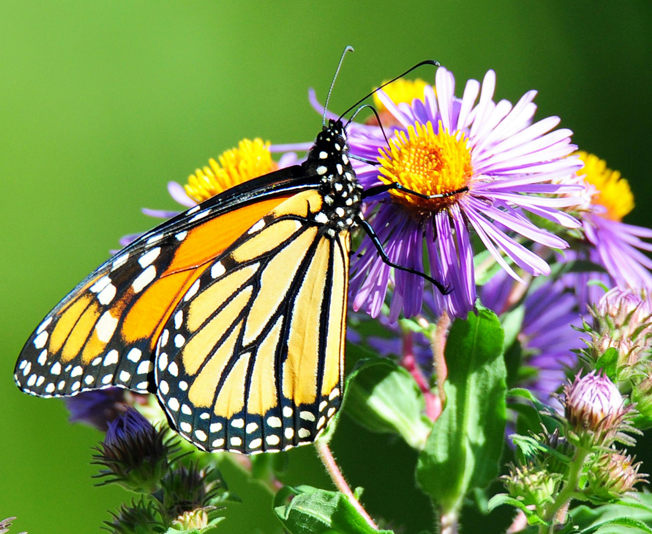 Jim Williams, Special to the Star Tribune Monarch on aster