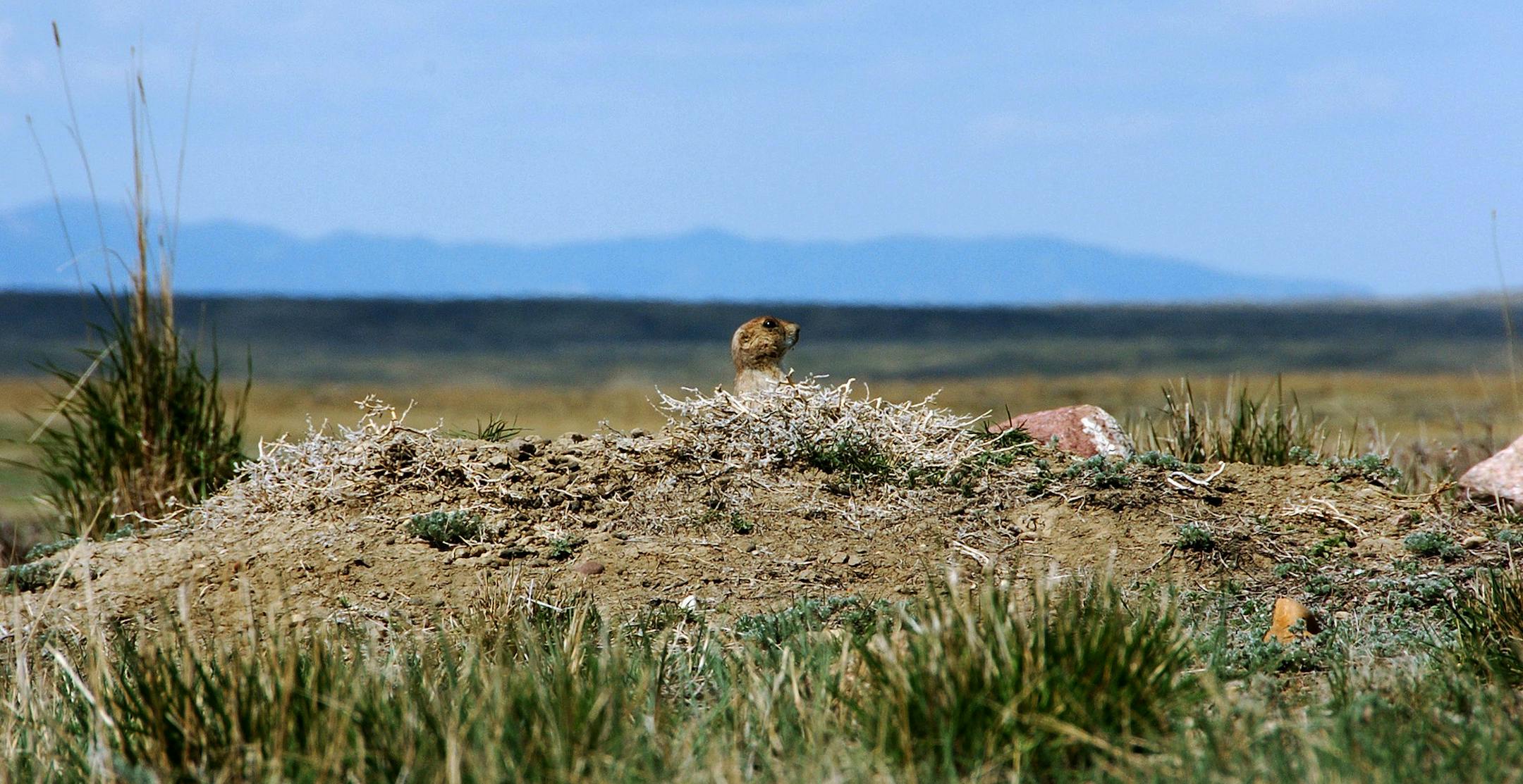 FILE - In this April 25, 2012 file photo, a prairie dog pokes its head from its burrow on the privately-operated American Prairie Reserve south of Malta, Mont. The private conservation reserve on north-central Montanaís open prairie now spans more than 300,000 acres with the addition of a large parcel south of Malta. Reserve manager James Barnett said Thursday, July 31, 2014, the group recently bought a 22,000-acre ranch in Phillips County. He says the deal marks an important step in the re