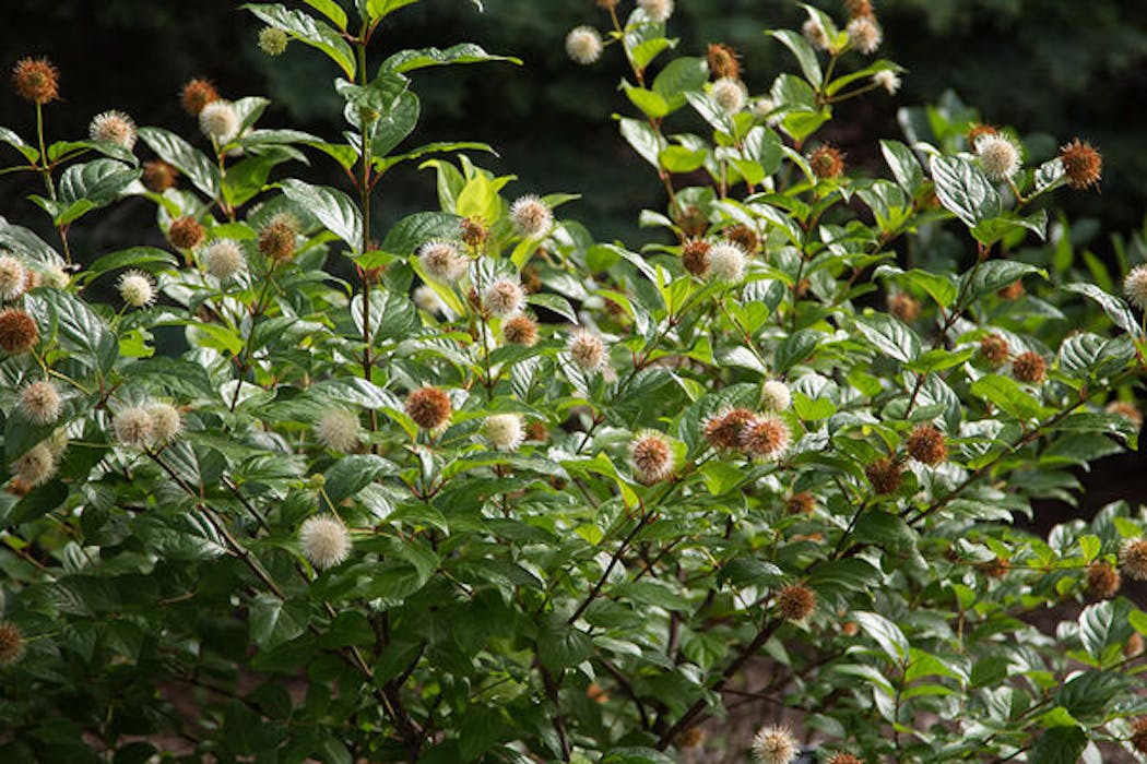 A buttonbush nativar grows more compact in a 5- to 6-foot high rounded form that has made it an attractive option for home gardeners. And “it takes that species and its ecological and pollinator benefits into the home landscape,” said Ryan McEnaney of Bailey Nurseries.