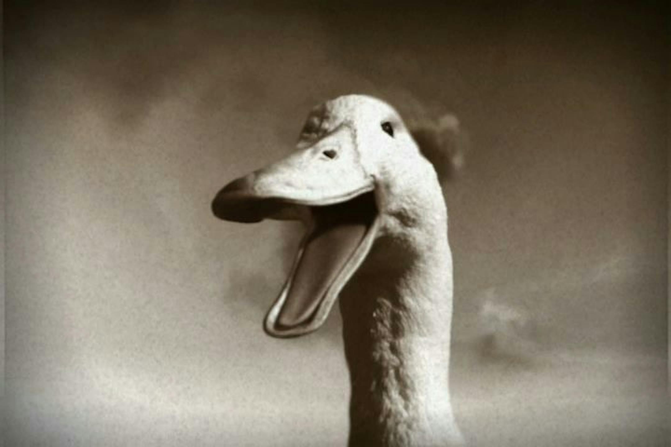 In this screen shot provided by Aflac, the Aflac Duck is shown. Aflac puts out a call for submissions to be the new voice of its Aflac duck in this TV ad, running Wednesday, March 23, 2011. (AP Photo/Aflac) NO SALES