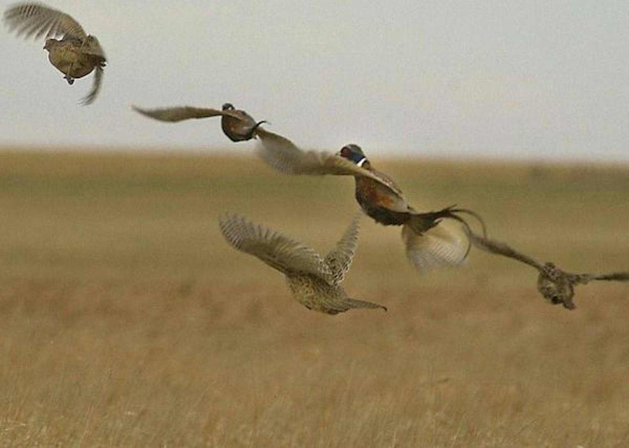 Pheasants in flight