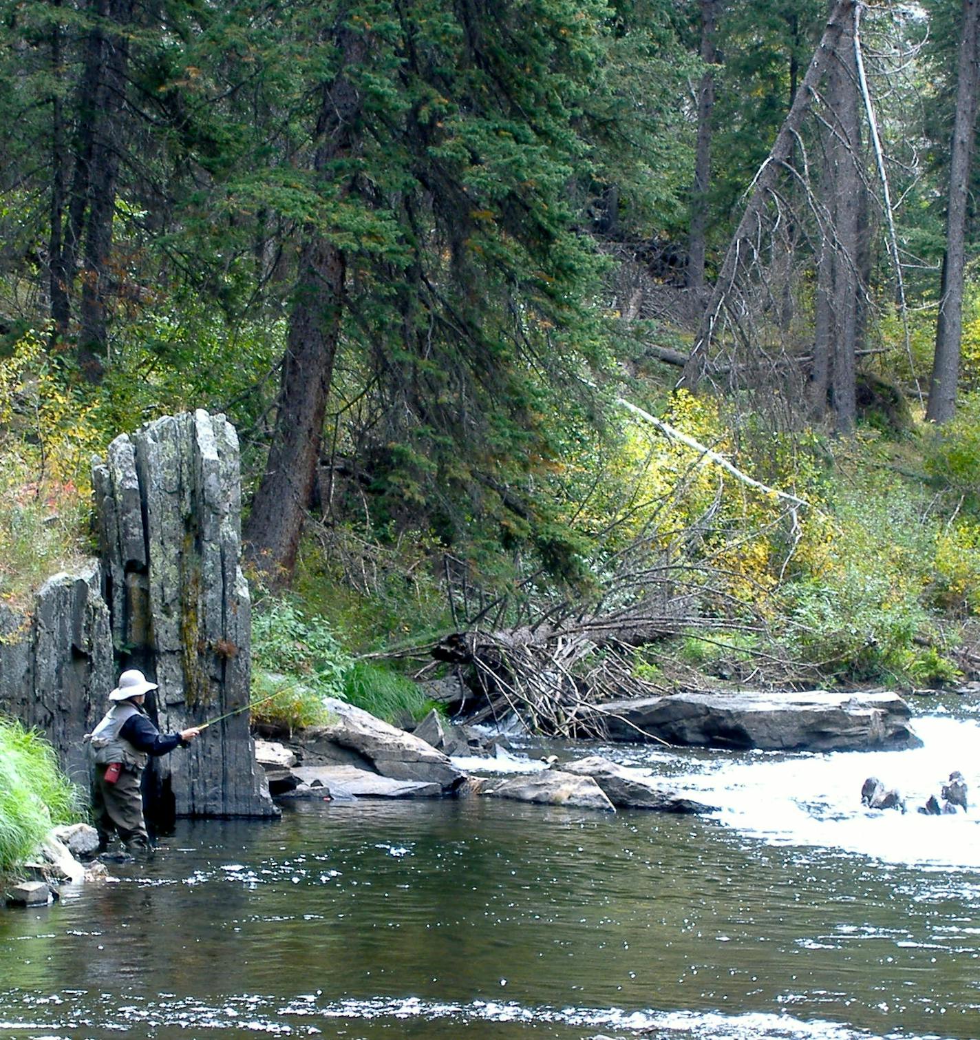 Standing beneath a canopy of fir trees, Sheila Frost of Minneapolis casts a fly into a riffle on Spring Creek in the Black Hills of South Dakota. The creek holds brown and rainbow trout below Sheridan Lake, and offers a picturesque spot to wade and hike.