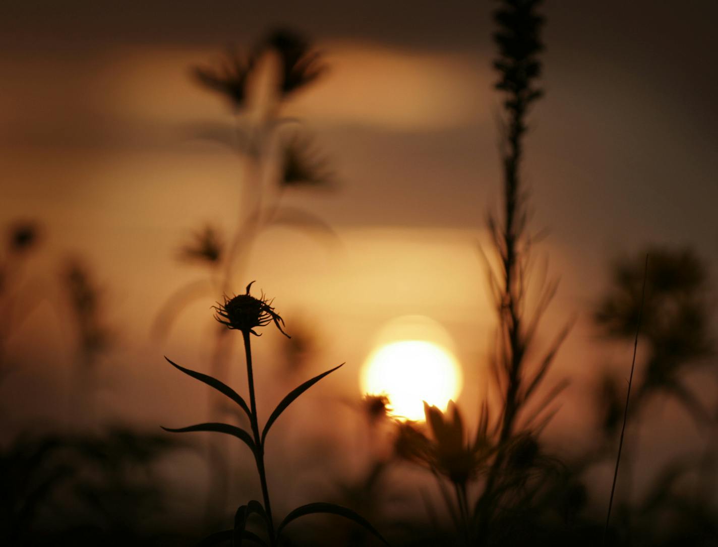 Glacial Ridge National Wildlife Refuge- 8/26/2005 Brian Peterson/Star Tribune The sun sets through the diverse plants of the tallgrass prairie. Less than 1% of Minnesota's native prairie remains unplowed. ORG XMIT: MIN2013091814422200 ORG XMIT: MIN1309191151200153