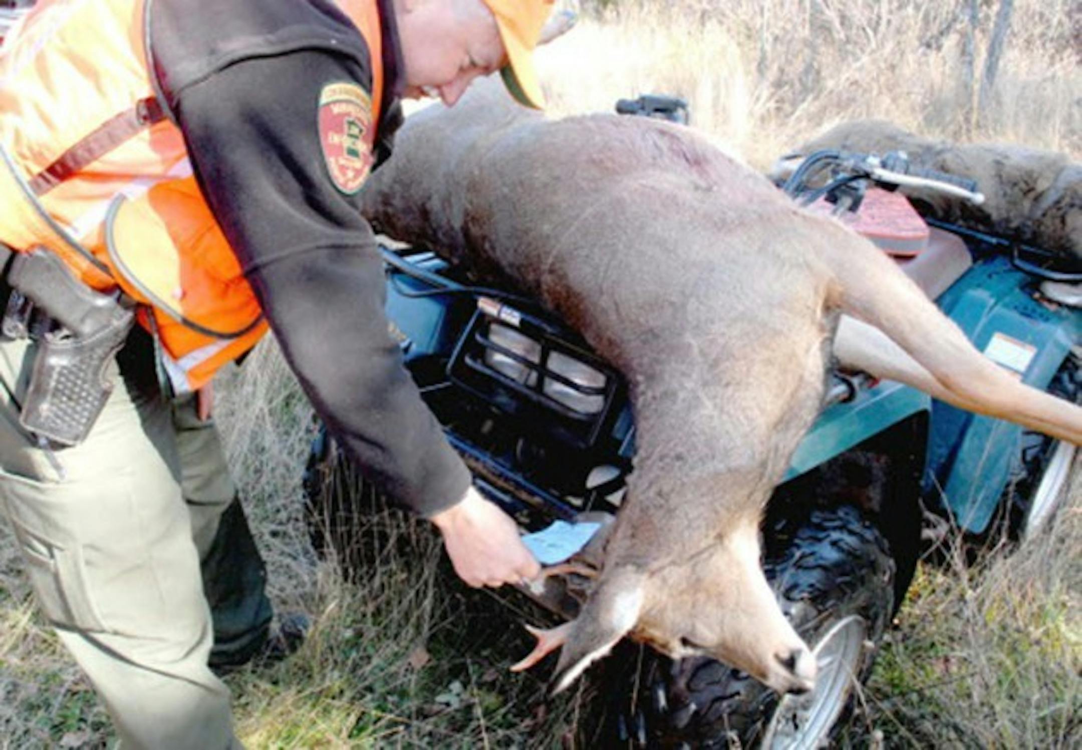 And your hunting license? Don't forget it at home ó or forget to buy it altogether. You never know when you'll be checked. Here, on Sunday, DNR conservation officer Don Bozovsky of Hibbing checks that a young buck is properly tagged after our party emerged from the woods near Cook, Minn.
