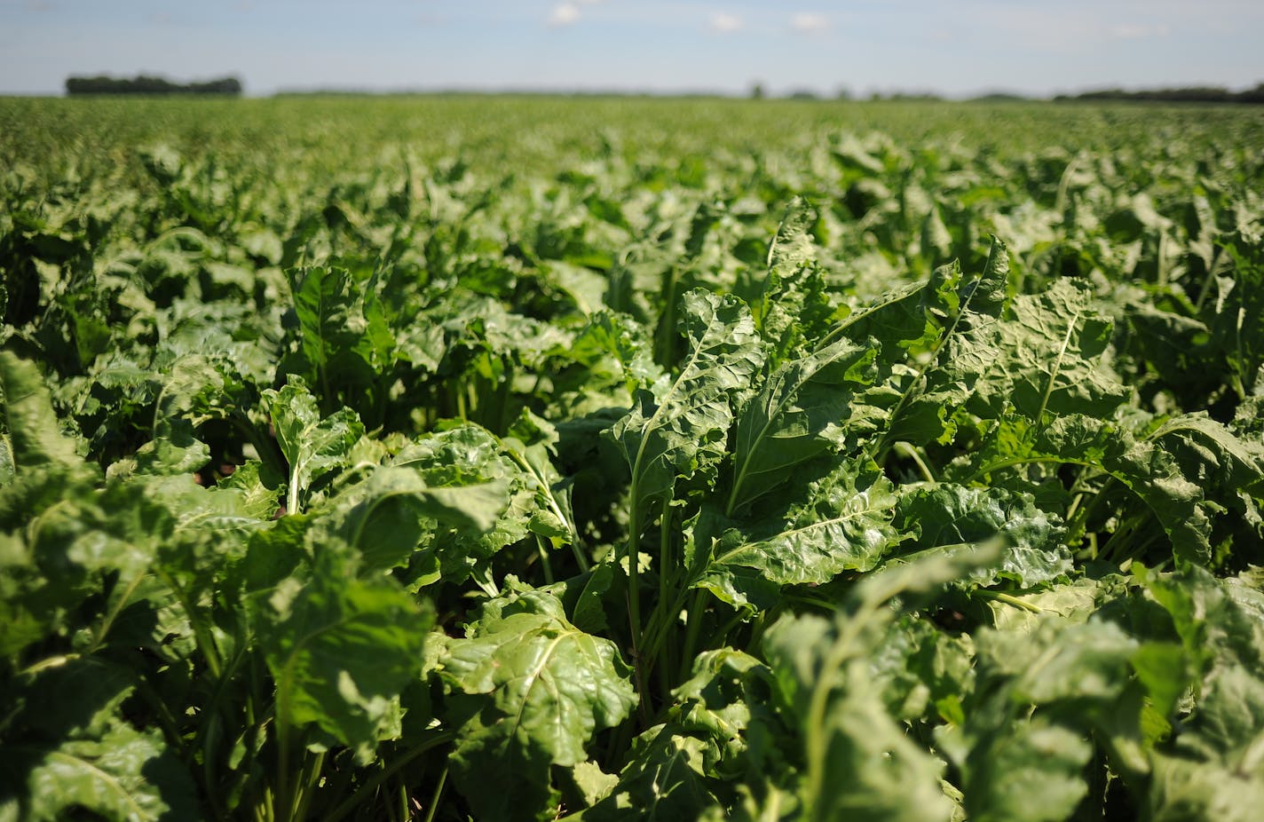 Steven Jacobson's beets August 2, 2011 at his farm near Moorhead. Jacobson grows beets for the sugar beet plant in Moorhead.] (Leah Millis &#x201a;&#xc4;&#xa2; leah.millis@startribune.com)