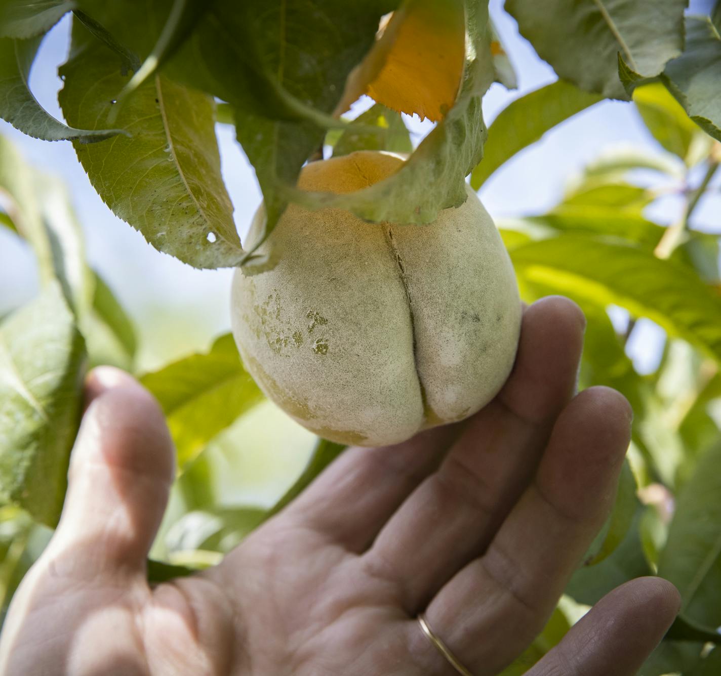 Alberta peaches in Dr. Ralph Bashioum's unique edible garden at his home in Wayzata, Minn., on August 2, 2018. ] RENEE JONES SCHNEIDER &#x2022; renee.jones@startribune.com