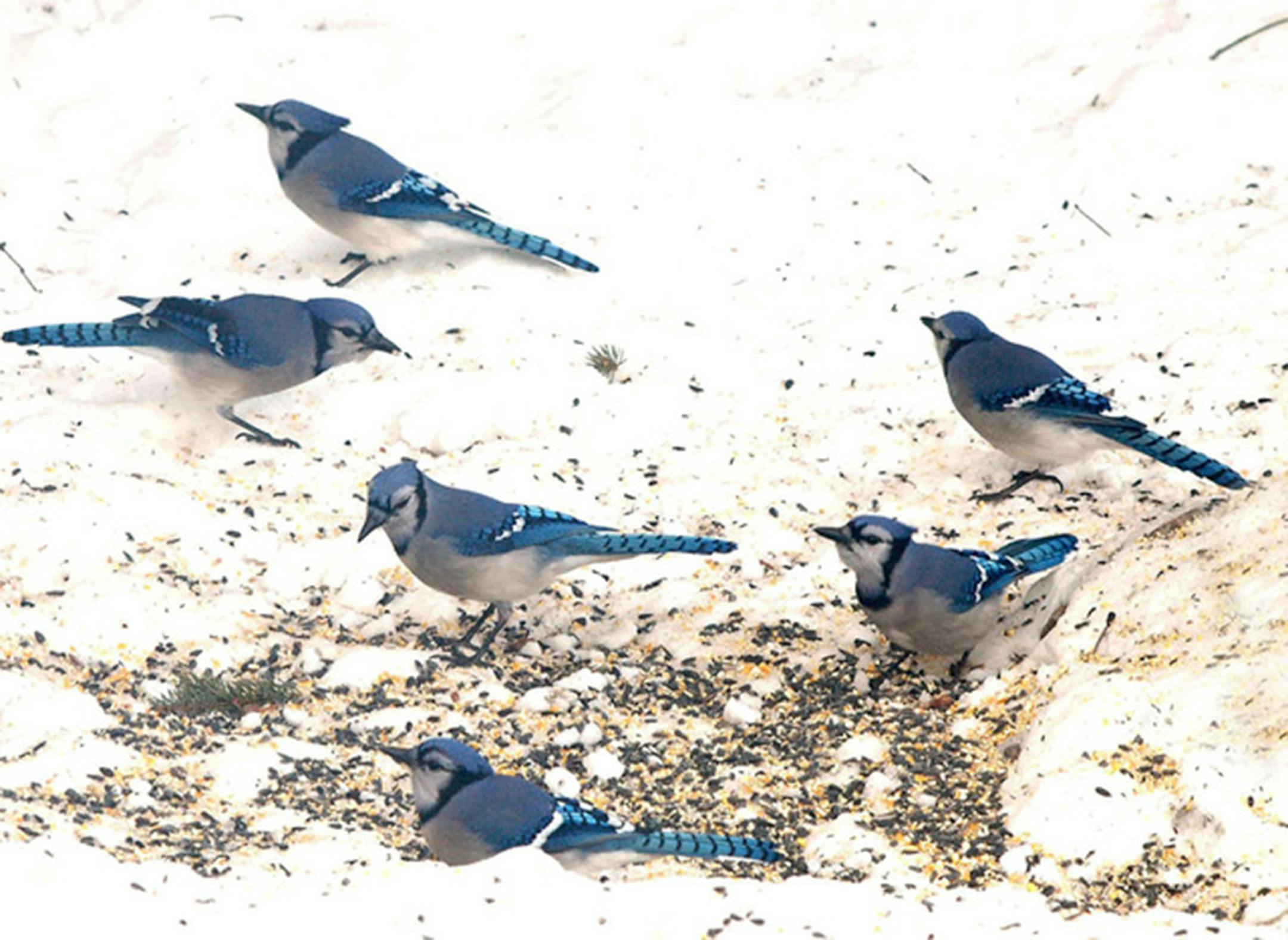 Blue jays gather for black oiler seeds.
