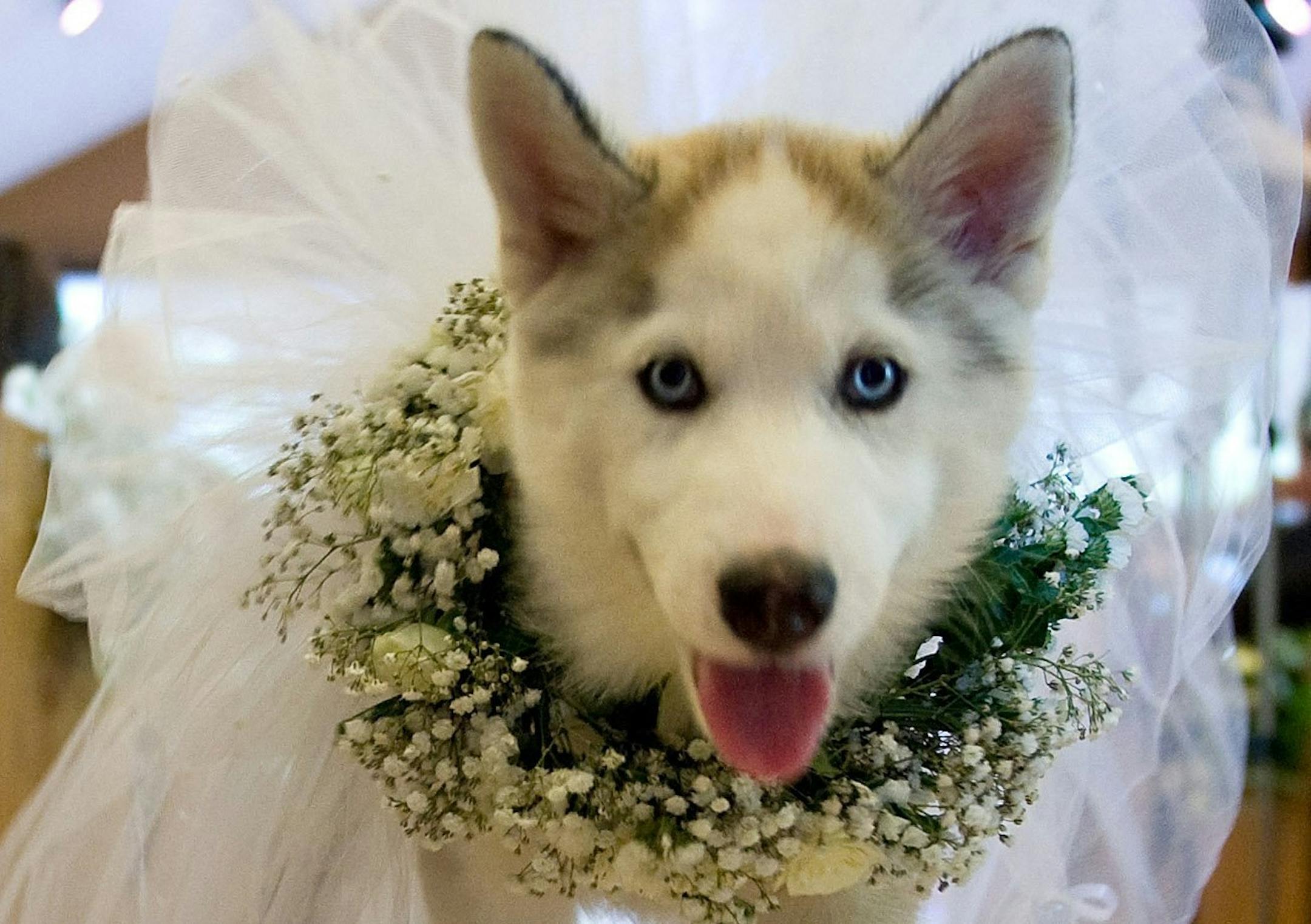 Ring-bearer Sylvia captures the hearts of guests during Elizabeth Fields and Tim McVicker's wedding in Laguna Woods, Calif.