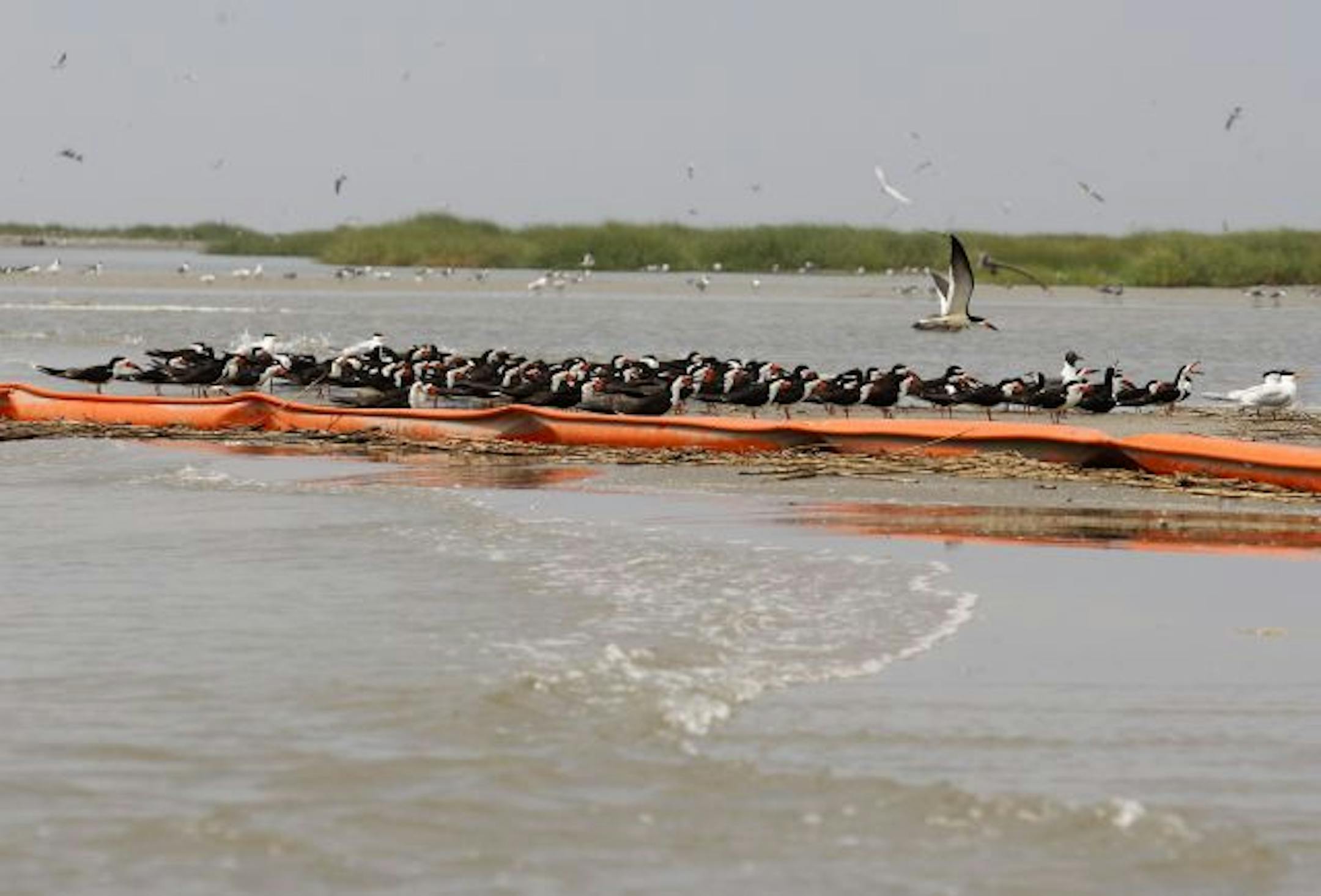 Black Skimmers sit near an oil boom on Breton Island off the coast of Louisiana, Monday, May 3, 2010.