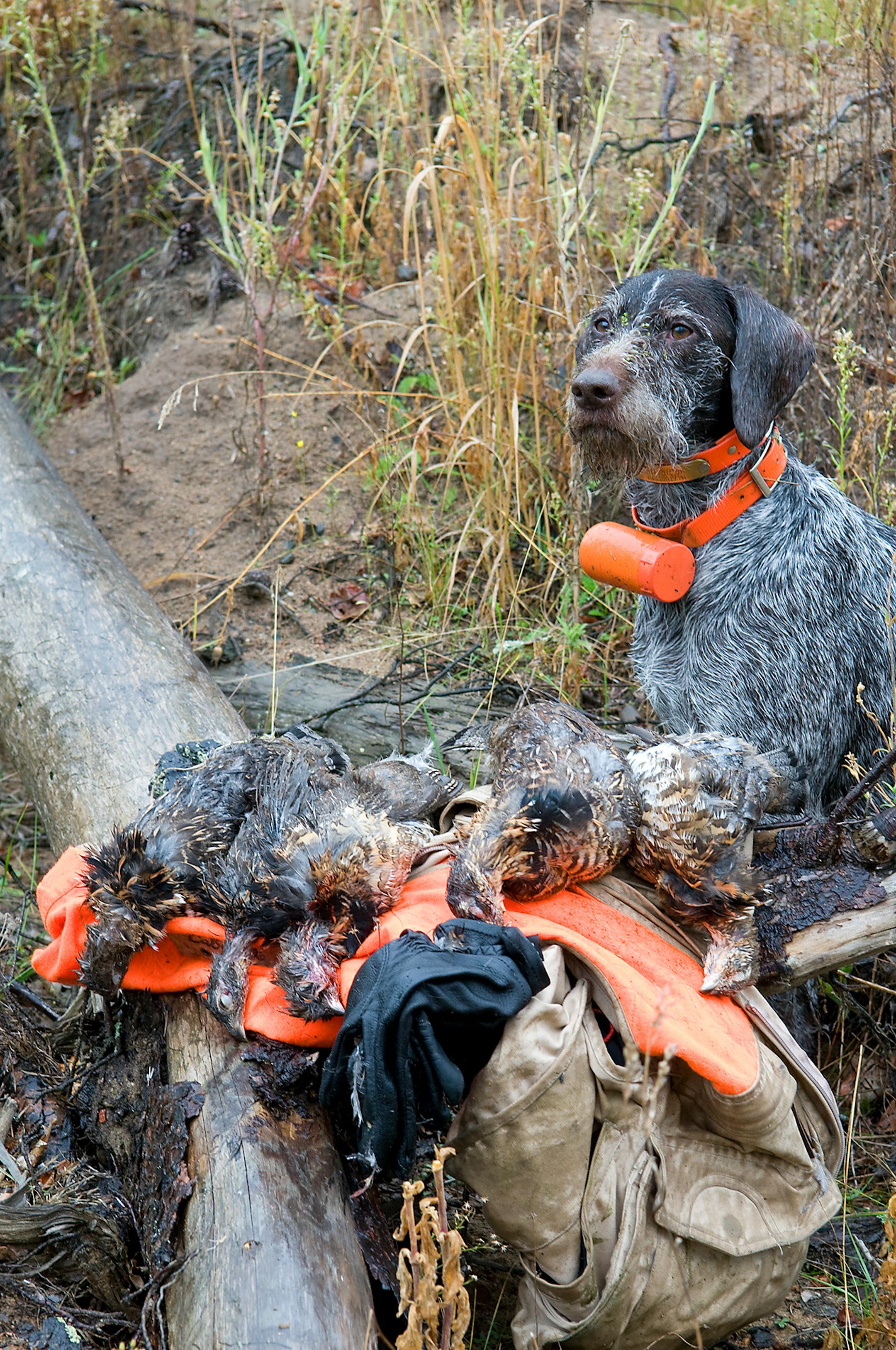 Axel, an eight year-old Deutsch Drahthaar posed with a five-bird limit of ruffed grouse taken on a rainy opening day.