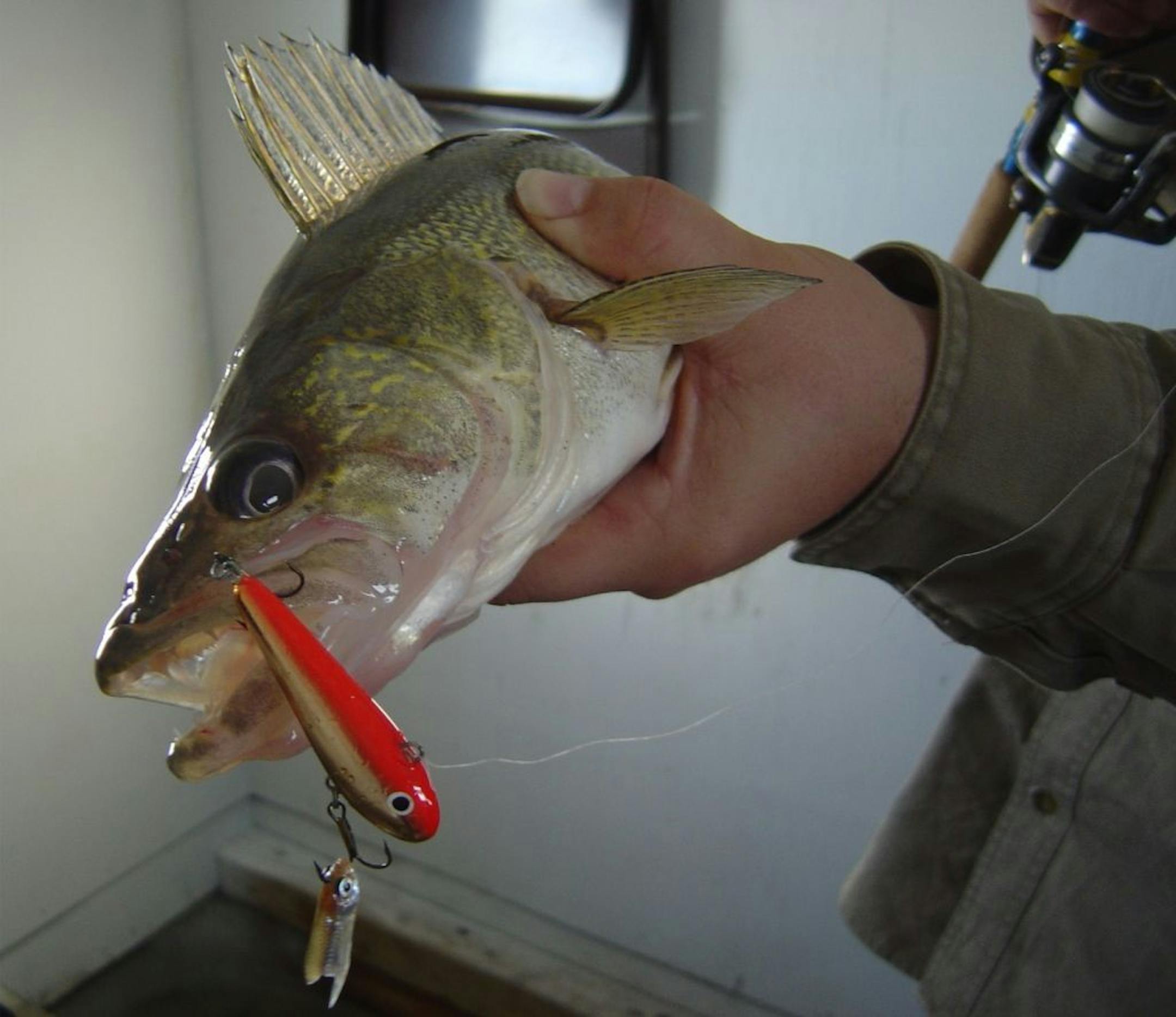 Anglers should find walleyes plentiful this winter on Lake of the Woods. Walleye abundance declined from 2001 through 2009 because of some poor reproduction, but that trend started to reverse in 2010, the DNR says.
