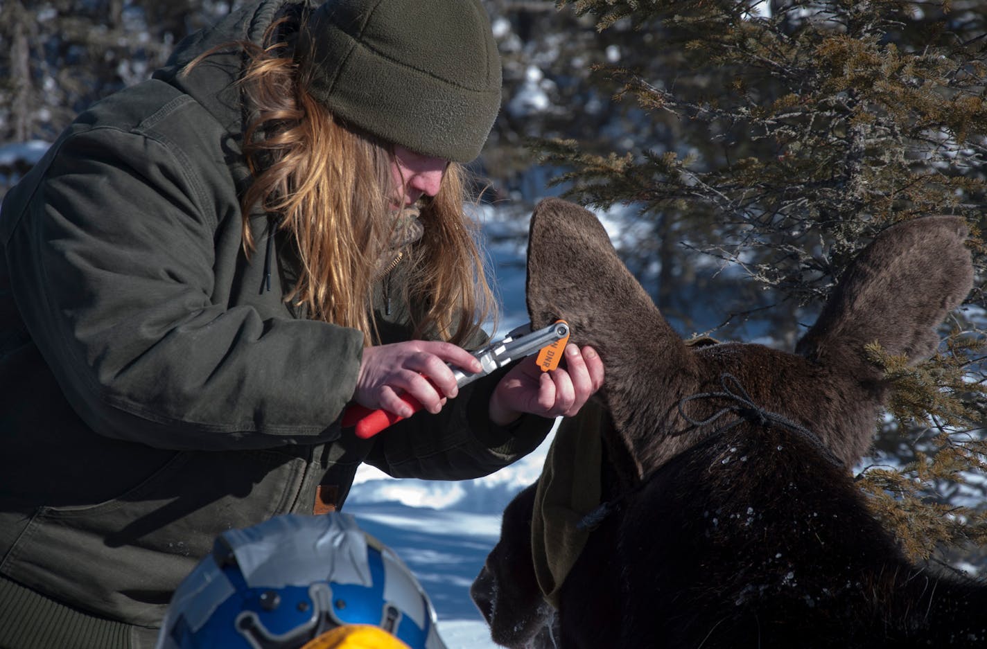 A DNR veterinarian worked as part of a moose mortality study in northern Minnesota.