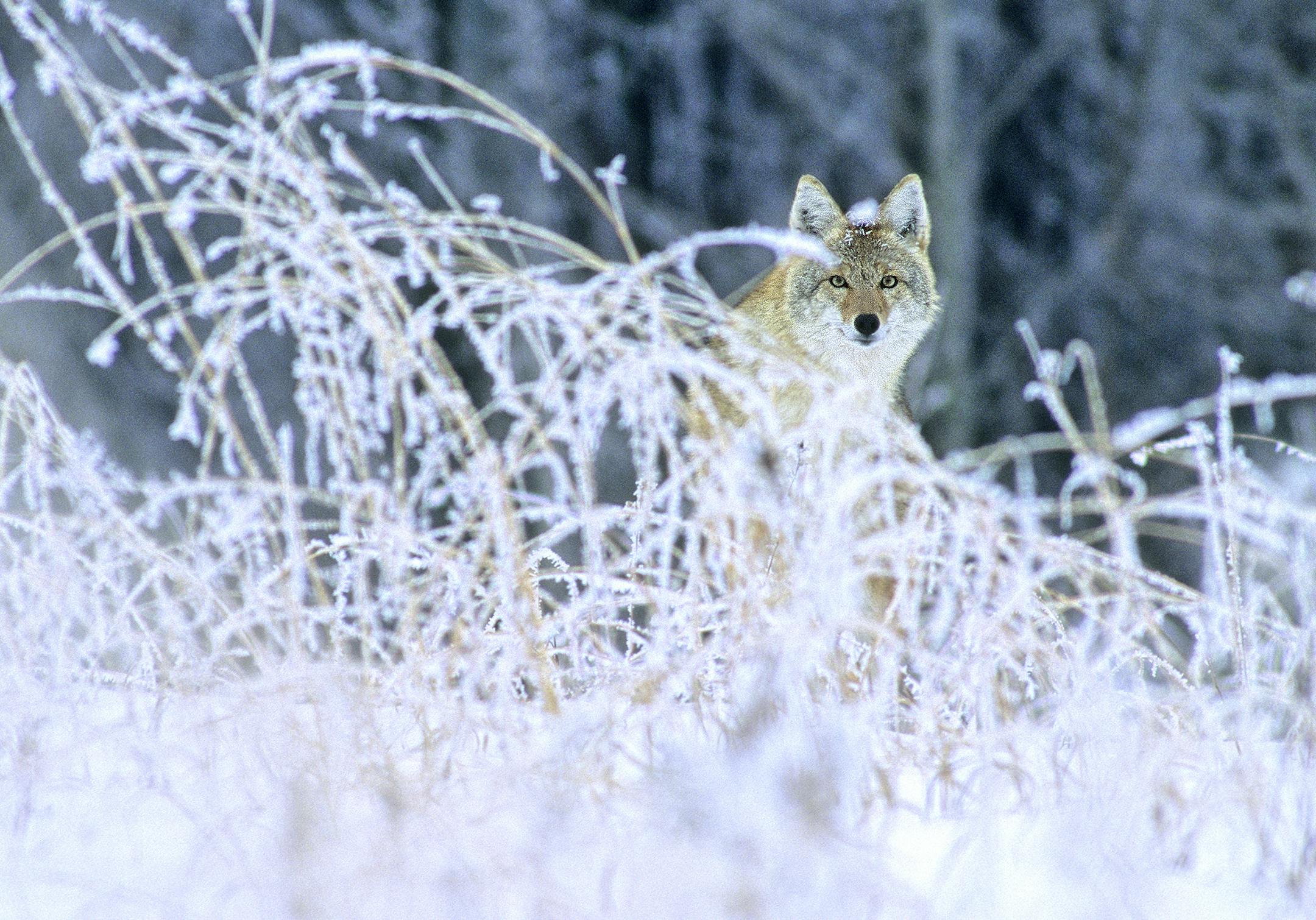 On a frosty February day this coyote was lured into camera range using a predator call.