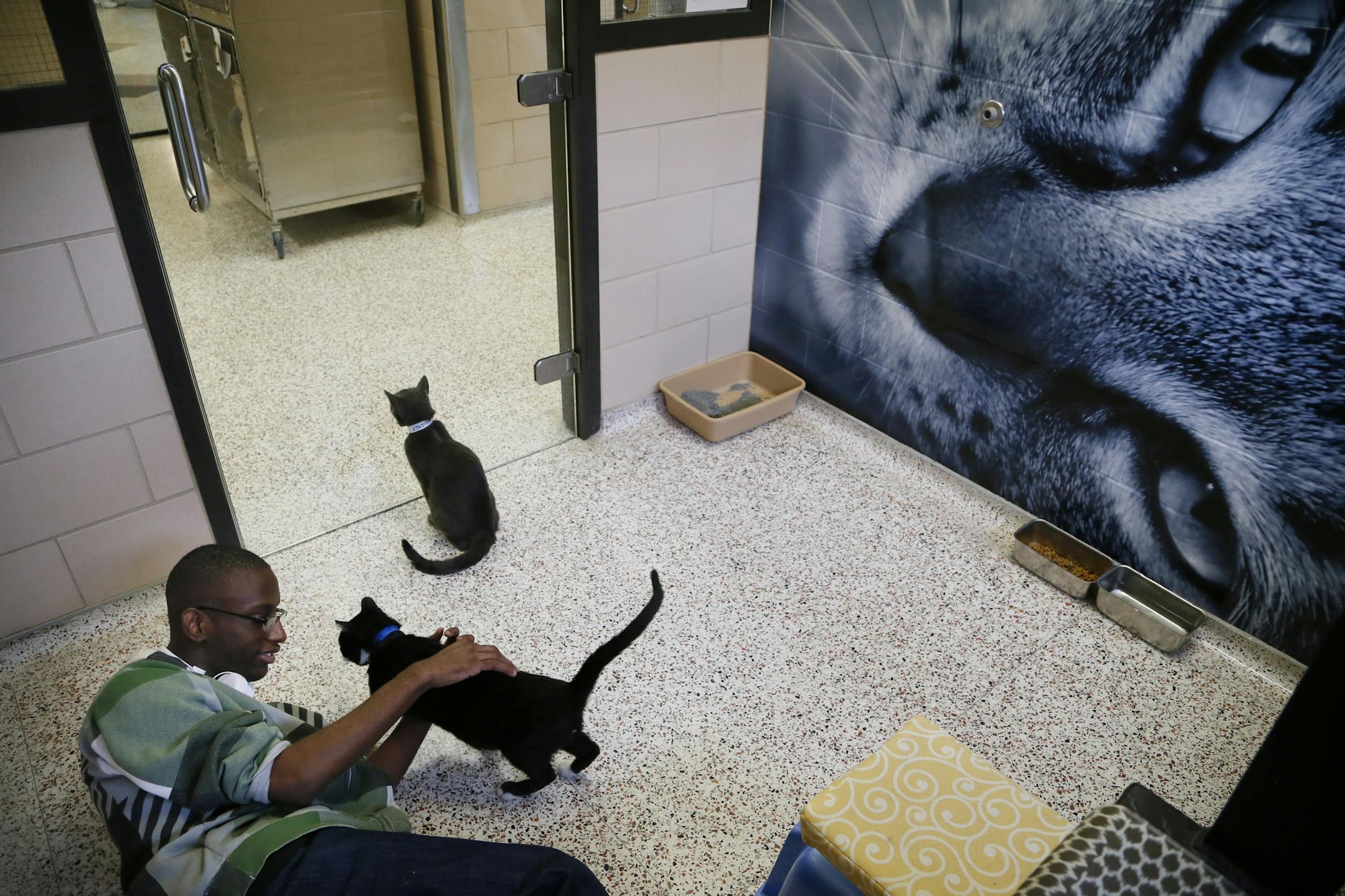 Kyassac Gavins played with the cats at the newly renovated Humane Society Wednesday September 10 , 2014 in Golden Valley , MN. ] Jerry Holt Jerry.holt@startribune.com