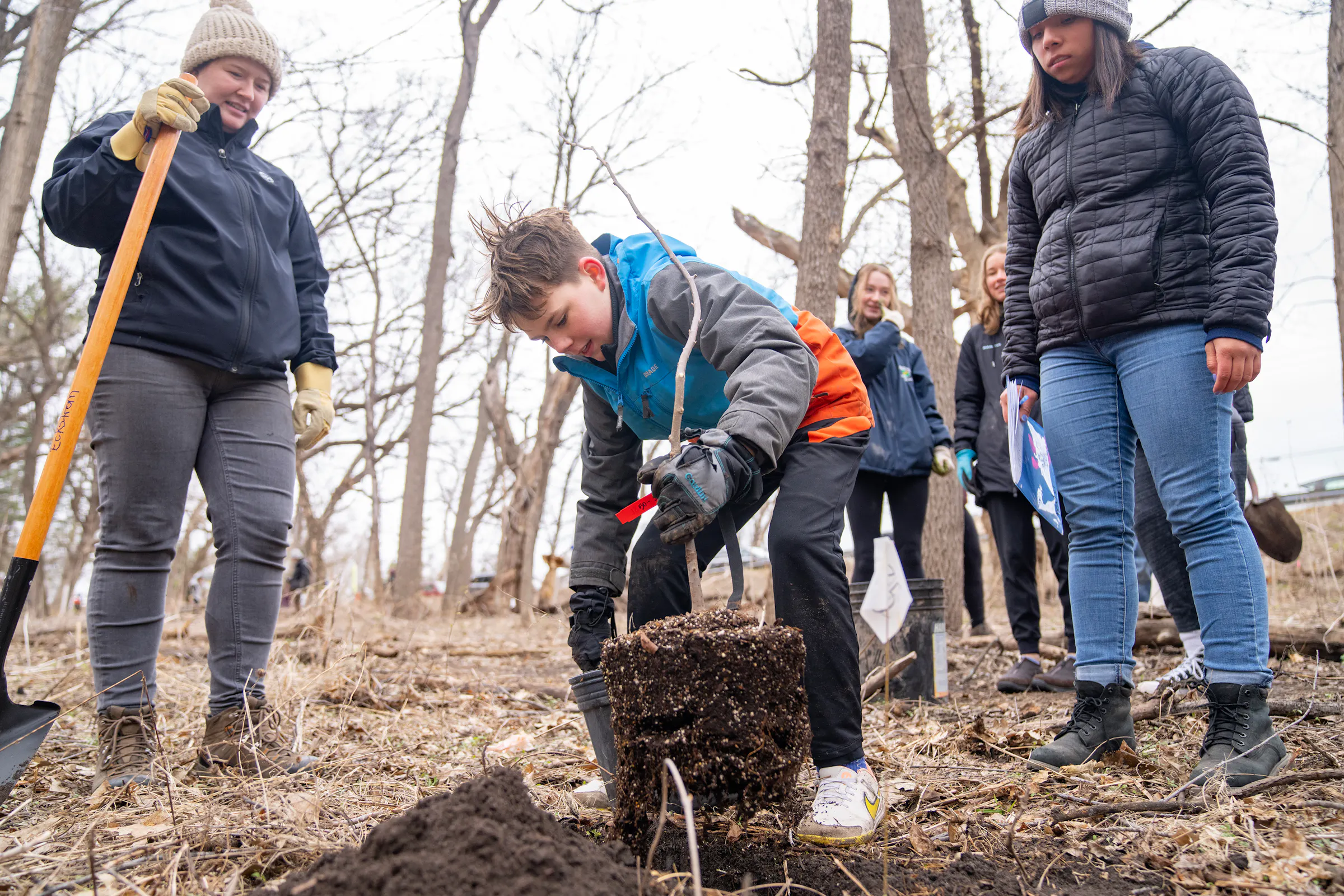 Elms were once a staple of Minnesota's tree canopy; this is how ...