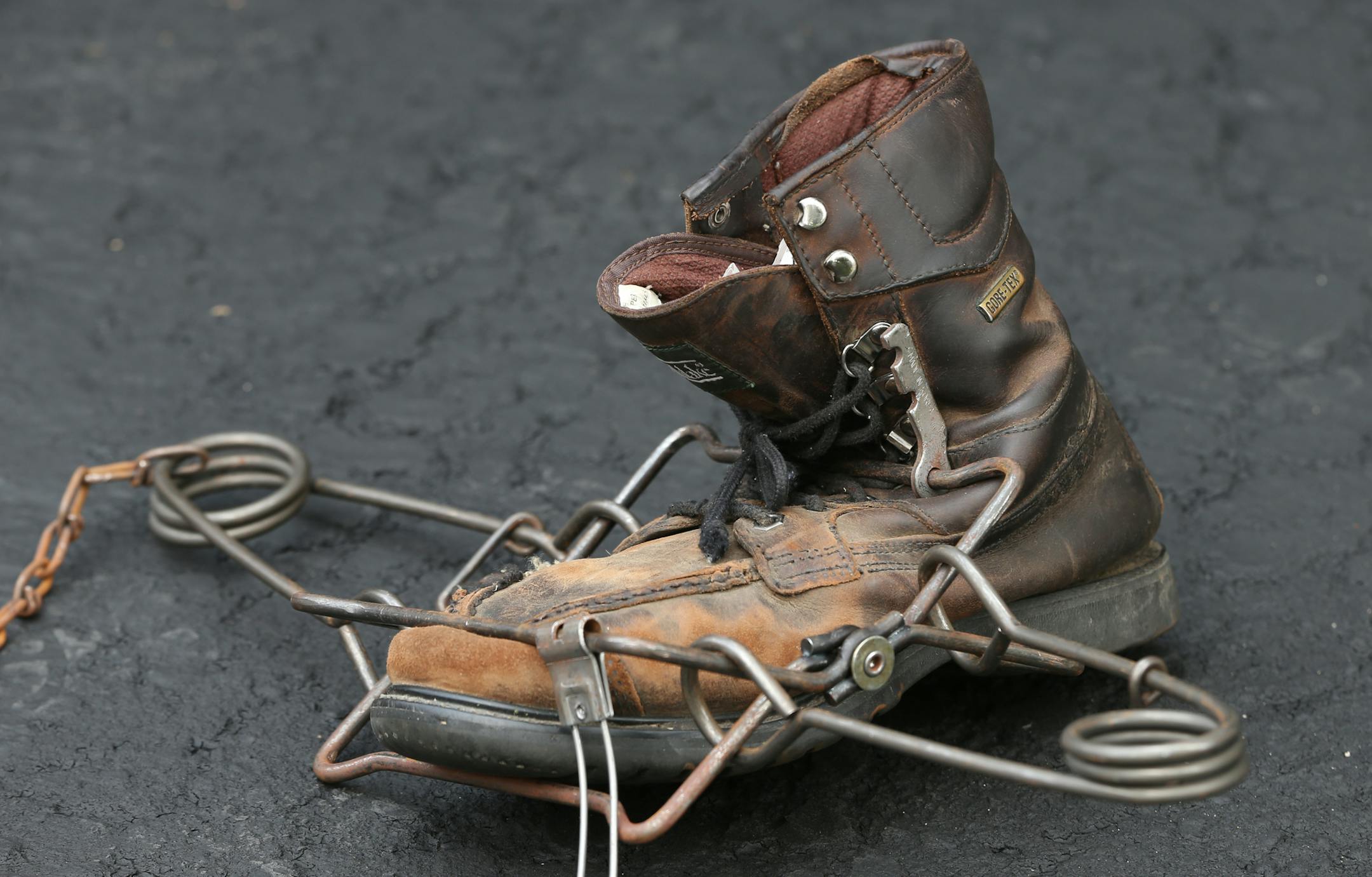 A connebear trap sprung on a boot, showing the force of the trap when tripped accidently by a hunter. Turns out trapping is allowed on the state's new walk-in hunter access program, and Kevin Auslund, for one, isn't happy, saying hunting dogs are threatened by the policy.] Photographed on 7/10/14. Bruce Bisping/Star Tribune bbisping@startribune.com Kevin Auslund/source