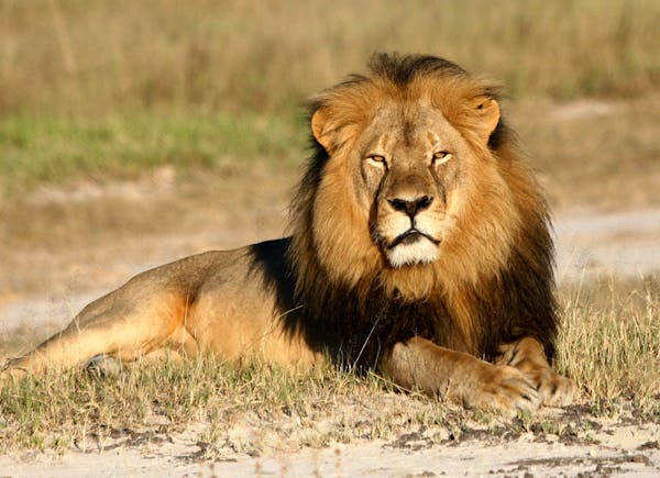 In this undated photo provided by the Wildlife Conservation Research Unit, Cecil the lion rests in Hwange National Park, in Hwange, Zimbabwe. Two Zimb
