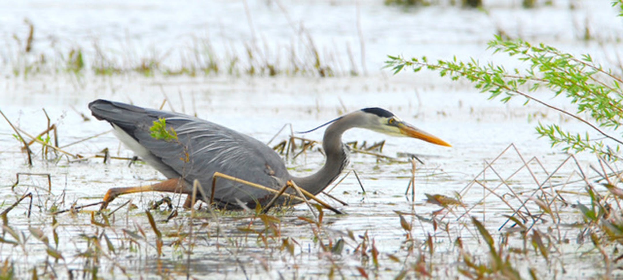 Great blue heron. Jim Williams photo